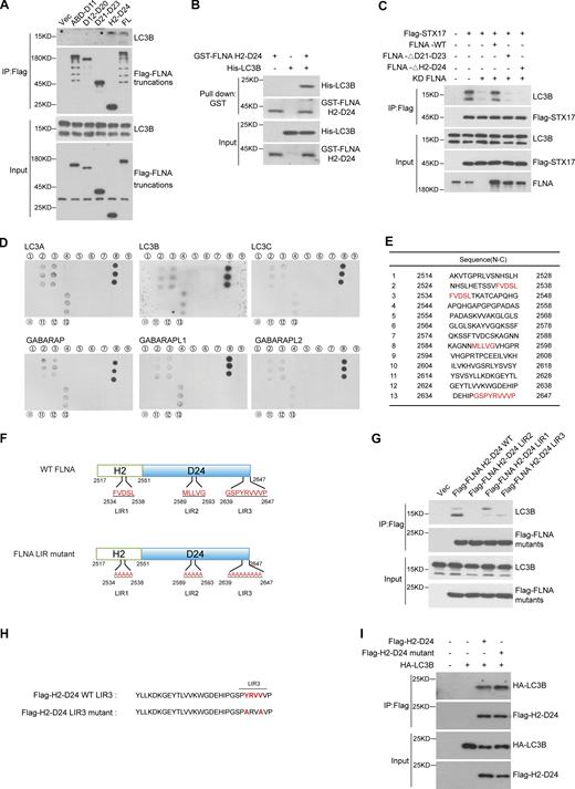 Mapping analysis of the interaction region of FLNA with ATG8s. (A) LC3B interacts with the H2-D24 domain of FLNA. HEK293T cells were transfected with empty vector or truncated variants of Flag-FLNA. 24 h after transfection, cells were lysed and immunoprecipitated with anti-Flag antibody. Immunoblots were performed with the indicated antibodies. (B) LC3B binds FLNA H2-D24 directly. Glutathione Sepharose beads bound with GST-FLNA H2-D24 were incubated with purified His-LC3B for 16 h and then eluted for immunoblot. (C) FLNA deficiency leads to disrupted interaction of STX17 with LC3B. HEK293T cells were transfected with non-targeting siRNA (NC) or siFLNA#2. 24 h after transfection, cells were transfected with the indicated plasmids. Another 24 h after transfection, cells were subjected to immunoblot with the indicated antibodies. (D) Mapping the interaction region of FLNA with ATG8s. The peptides with the overlapping sequence in the FLNA H2-D24 domain were synthesized, fixed on the nitrocellulose filter membrane, and then incubated with different His-ATG8s. A dot blot was performed with the antibody against His. (E) The peptide sequences of FLNA H2-D24 used in D. (F) Schematic diagram of hypothetical LIR motifs in FLNA. (G) FLNA H2-D24 LIR mutants show disrupted interaction with endogenous LC3B. HEK293T cells were transfected with the indicated plasmids. 24 h after transfection, cells were lysed and immunoprecipitated with anti-Flag antibody. Immunoblots were performed with the indicated antibodies. (H) Schematic diagram of the FLNA LIR3 motif. (I) The interaction between the FLNA H2-D24 (LIR3-2A) mutant and LC3B remains unaffected. HEK293T cells were transfected with the indicated plasmids. 24 h after transfection, cells were lysed and immunoprecipitated with anti-Flag antibody. Immunoblots were performed with the indicated antibodies. Source data are available for this figure: SourceData FS6.