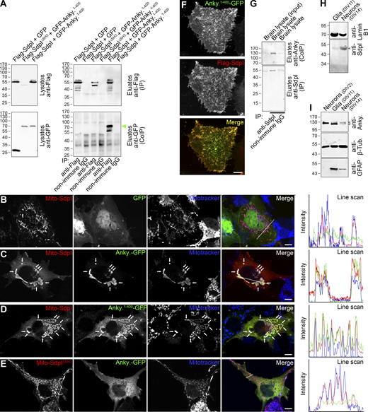 Ankycorbin associates with syndapin I in vivo. (A) Coimmunoprecipitation analyses of Flag-syndapin I (Flag-SdpI) and GFP-ankycorbin1-400 (GFP-Anky.1-400) complexes. Note that syndapin I specifically coimmunoprecipitated ankycorbin1-400 (green arrowhead), whereas syndapin I lacking the SH3 domain (SdpI∆SH3) did not. (B–E) Maximum intensity projections (MIPs) of subcellular recruitments of ankycorbin-GFP (C) and ankycorbin1-400-GFP (D) to mitochondrial membranes of COS-7 cells decorated with syndapin I (Mito-SdpI) as well as MIPs of corresponding control experiments with GFP (B) and with a mitochondrially targeted mutant of syndapin I lacking the SH3 domain (Mito-SdpI∆SH3; E), respectively. Arrows mark examples of colocalization at mitochondrial membranes. Bars, 10 µm. Line scans show all three channels along white line depicted in the merged image. Note the excellent overlap of the Anky.-GFP and Anky.1-400-GFP signals with Mito-SdpI and Mitotracker in intracellular recruitments shown in C and D, whereas controls do not show any overlap of the green channel (B and E). (F) Colocalization of ankycorbin1-400-GFP and Flag-syndapin I in HeLa cells. Bar, 10 µm. Pearson correlation coefficient, 0.9106. (G) Immunoblotting analyses of a specific coimmunoprecipitation of ankycorbin with syndapin I by anti-syndapin I antibodies from mouse (P0) brain lysate. (H and I) Immunoblotting analyses of primary neuronal cultures (DIV2 and DIV14, respectively) and of cultures of glia cells (DIV11) prepared from E18 rats. Note the presence of syndapin I in neurons and that ankycorbin occurs in two variants, of which the smaller variant is predomiantly expressed in glia cells and the longer one in neurons. Small arrowheads mark the positions of the respective proteins. Source data are available for this figure: SourceData F2.