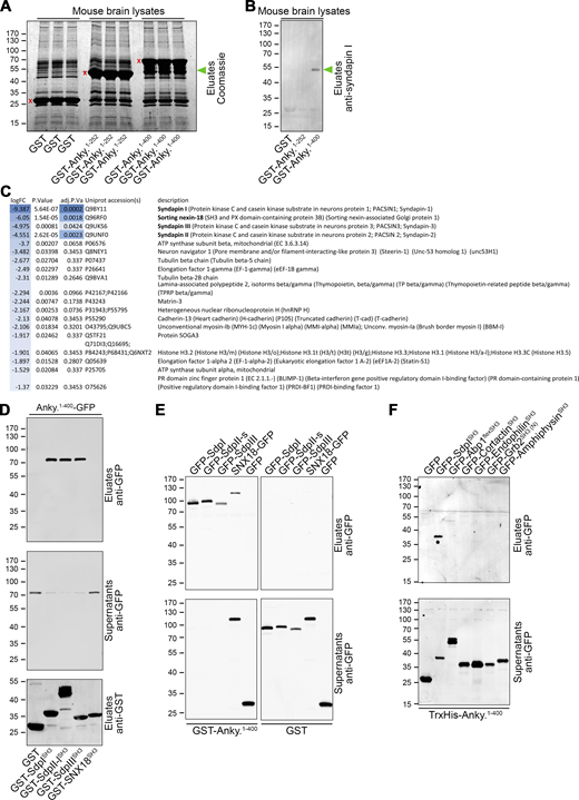 MS screening and biochemical analyses reveal a selective binding of ankycorbin's KRKAPPPP motif-containing hinge region to syndapin I, syndapin II, syndapin III, and SNX18. (A–C) Differential MS analysis for protein interactions with the KRKAPPPP motif-containing hinge region between N-Ank module and coiled-coil domain. (A) Coomassie-stained SDS-PAGE-separated mouse brain proteins eluted from matrices with GST-ankycorbin1-252, GST-ankycorbin1-400, and GST, respectively (in triplicates; red x mark position of each GST-fusion eluted). (B) Validation of MS screening conditions and results by subjection of coprecipitation eluates to anti-syndapin I immunoblotting. Green arrowheads in A and B mark position of syndapin I as a major ankycorbin1-400 interaction partner. (C) List of top differential abundant proteins in eluates from GST-Ankycorbin1-400 versus GST-Ankycorbin1-252 analyzed by quantitative MS. logFC, average log2 fold change between eluates of GST-ankycorbin1-400 and GST-ankycorbin1-252 control for unspecific and non-hinge region (N-Ank) interactions. P value, P value from unpaired, two-sided Student’s t test moderated by the empirical Bayes method. adj.P Val, P value adjusted for multiple testing using the Benjamini–Hochberg method. Note that exclusively syndapin I, syndapin II, syndapin III, and SNX18 were identified as binding partners of the ankycorbin hinge region with a significantly adjusted P value <0.05. (D) Immunoblotting analyses of coprecipitations using immobilized SH3 domains of the four ankycorbin binding partners suggested by MS screening. Note that exclusively the SH3 domains of syndapin family members bind to ankycorbin1-400-GFP. For corresponding control experiment with GFP, see Fig. S5 A. (E) Coprecipitations with immobilized GST-ankycorbin1-400 and GST (control) demonstrating that full-length SNX18 interacts with ankycorbin only modestly, whereas immobilized ankycorbin1-400 depletes GFP-syndapin I, II, and III from cell extracts. (F) Coprecipitation experiments addressing the specificity of the ankycorbin hinge region for syndapin SH3 domain binding with a variety of SH3 domains with in part known overlapping binding partners (Abp1, cortactin, endophilin A1, amphiphysin, and the N-terminal SH3 domain of Grb2). Source data are available for this figure: SourceData F8. Refer to the image caption for details.