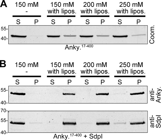Salt-insensitive binding of ankycorbin17-400to liposomes when syndapin I is present. (A) Liposome binding assays and extraction attempts of ankycorbin17-400 by increasing salt concentrations (150, 200, 250 mM NaCl) analyzed by Coomassie staining of SDS-PAGE gels (corresponding to Fig. 3 E). (B) Similar experiments with presence of syndapin I detected by immunoblotting (corresponding to Fig. 3 F). S, supernatant; P, pellet. Note that syndapin I is able to recruit and salt-insensitively hold ankycorbin17-400 at liposomes. Source data are available for this figure: SourceData FS2. Refer to the image caption for details.