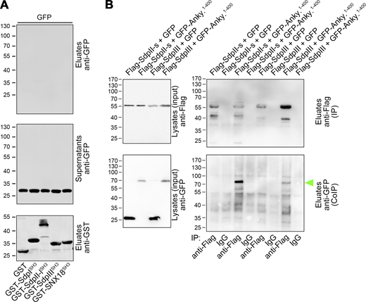 Ankycorbin associates with syndapin II and syndapin III in vivo. (A) GFP control experiment related to the coprecipitation of ankycorbin1-400-GFP with GST and the GST-SH3 domains of syndapin I, II-l (long splice isoform SdpII), and III as well as of SNX18 shown in Fig. 8 D. (B) Coimmunoprecipitations of GFP-ankycorbin1-400 complexes with Flag-syndapin II (Flag-SdpII-s; SdpII-s, short splice isoform of syndapin II) and with Flag-syndapin III (Flag-SdpIII), respectively. Note that GFP-ankycorbin1-400 was specifically coimmunoprecipitated with both syndapin II and syndapin III (lanes 3 and 7 in lower right panel; green arrowhead). Source data are available for this figure: SourceData FS5. Refer to the image caption for details.