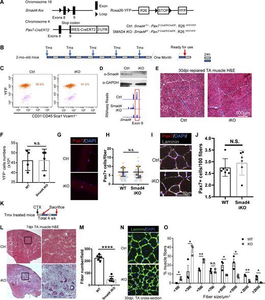 MuSC-specific SMAD4 KO does not affect adult MuSC maintenance but disrupts skeletal muscle regeneration. (A) Scheme of generation of Smad4 MuSCs specific KO mice. (B) Scheme of Tamoxifen treatment of adult mice. Each white or blue bar represents 24 h. (C) MuSCs from Tmx treated Ctrl and Smad4 KO mice were sorted by FACS. The percentage of YFP+ cells in the MuSCs (CD31−CD45−Sca1−Vcam1+ cells) were counted, indicating the Cre recombination efficiency. (D) MuSCs sorted from Tmx treated Ctrl and KO mice were subjected to Western blot analysis (top). Bottom: 40 h post CTX induced injury, the YFP+ MuSC/MPCs were FACS sorted from the injured lower hind limb muscle of control and SMAD4 iKO mice. The collected cells were subjected to RNA-seq analysis. Representative RNA-seq profiles at the Smad4 locus in MuSCs from four pairs of Ctrl and Smad4 KO mice. The exons boxed in red at the Smad4 locus were flanked by loxP and deleted in Tmx treated KO mice. (E) 30 d after tamoxifen (Tmx) administration, TA sections were subjected to H&E staining. The images are representative of multiple sections from three pairs of littermates. Scale bars, 100 µm. (F) MuSCs were sorted from Tmx-treated Ctrl and KO mice and the cell numbers were recorded. n = 4. (G) Freshly isolated EDL fibers (n > 30) from three pairs of mice were subjected to immunostaining for Pax7. The nuclei were counterstained with DAPI. The images are representative of multiple fibers. Scale bars, 50 µm. (H) Quantification of Pax7+ MuSCs number from G. n = 3. (I) Adult TA sections were subjected to immunostaining for Pax7 and Laminin. The nuclei were counterstained with DAPI. The images are representative of multiple sections from three pairs of littermates. Scale bars, 50 µm. (J) Quantification of Pax7+ cell number/100 myofibers from TA sections from three pairs of littermates in I. (K) Schematic of the experimental design for muscle regeneration assay. Long-range Tmx treated mice were injured by CTX at TA muscles. TAs were collected after 7 d or 30 d, respectively, and subjected to further experiments. (L) 7 d after CTX injury, TA sections were subjected to H&E staining. The images are representative of multiple sections from six pairs of mice. Scale bars, 100 µm. (M) Quantification of central nuclear fibers numbers from L. n = 6. The regenerated fiber numbers were counted on section images taken by a 20× microscope. (N) 30 d after CTX injury, TA sections were subjected to immunostaining for laminin. The nuclei were counterstained with DAPI. The images are representative of multiple sections from three pairs of littermates. Scale bars, 50 µm. (O) Quantification of the cross-section area (CSA) of individual myofibers from N. The percentage of myofibers with a defined range of CSA over the total myofibers was calculated. Myofibers from three pairs of littermates were counted and >500 fibers from each pair of mice. All the results are presented as mean ± SD. T test was used for all statistical inferences: *P < 0.05, **P < 0.01, ***P < 0.001, ****P < 0.0001. Source data are available for this figure: SourceData FS3.
