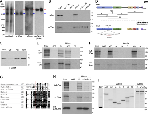 Pav and Tum interact with Wash in a conserved hydrophobic region within Wash’s WHD1 domain. (A) Western blots from blue native PAGE of Drosophila Kc cell nuclear extracts probed with antibodies to Wash, Pav, Tum, and FAM21 (SHRC subunit). Putative ∼900 kD complex with Wash, Tum, and the SHRC (red line) and ∼720 kD complex with Wash, Pav, and Tum (blue line) are indicated. (B) Western blots of immunoprecipitations from Kc cell nuclear extracts with no primary antibody included (no 1° Ab), a non-specific antibody (9e10), Wash, CCDC53, and FAM21. Blots were probed with antibodies to Pav and Tum as indicated. (C) GST pulldown experiments with bacterially purified proteins demonstrating Pav and Tum bind directly to full-length Wash. (D) Schematic diagram of the Wash wildtype rescue and substitution mutation constructs indicating the position and specific substitution mutations for the WashΔPav/Tum construct and the Wash fragments used for mapping (not drawn to scale). PP: polyproline domain, V: Verprolin homology domain, C: central/connecting/cofilin-like domain, A: acidic domain. (E and F) GST pulldown assays with 35S-labeled in vitro translated (IVT) Pav and Tum and bacterially purified GST-Wash full length and fragments indicated. 10% input is shown. (G) Sequence alignment of the Wash region required for binding to Pav and Tum (red box). (H) GST pulldown assays with 35S-labeled in vitro translated Pav and Tum and bacterially purified GST-WashWT and GST-WashΔPav/Tum. 10% input shown. (I) Coomassie-stained gel of purified GST fusion proteins used in this study to examine protein interactions among Wash, Pav, and Tum. Source data are available for this figure: SourceData F3.