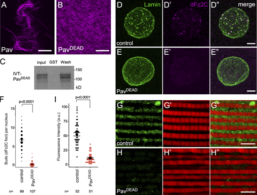 Bundled actin is required for NE bud formation. (A and B) Phalloidin-stabilized actin filaments were incubated with PavWT (A) and PavDEAD (B) protein. Final protein concentrations for bundling assays: PavWT, 200 nM; PavDEAD, 200 nM. (C) GST pulldown assays with 35S-labeled in vitro translated PavDEAD and bacterially purified GST alone or GST-Wash full-length protein as indicated. 10% input is shown. (D–E″) Confocal micrograph projections of larval salivary gland nuclei from control (D–D″) and PavDEAD (E–E″) stained with Lamin B and dFz2C. (F) Quantification of NE buds per nucleus in larval salivary gland nuclei. The number of nuclei assayed (n) is indicated. (G–H″) Confocal micrograph projections of adult IFM from control (G–G″) and PavDEAD (H–H″) flies aged 21 d then stained for the activity dependent mitochondrial marker ATP-Synthetase α and phalloidin. (I) Quantification of ATP-Synthetase α fluorescence intensity from adult IFMs. The number of IFM muscles assayed (n) is indicated. Error bars represent ± SEM. Kruskal–Wallis test (F and I); all P values indicated. Scale bars: 30 μm in A and B; 5 μm in D–E″ and G–H″. Source data are available for this figure: SourceData F6. Refer to the image caption for details.