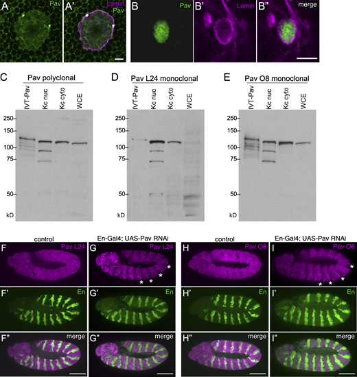 Pav antibody specificity. (A–B″) Super-resolution (Airyscan) micrograph projection of wildtype larval salivary gland nucleus (A and A′) or higher magnification NE bud (B–B″) stained with antibodies to Lamin and Pav. This rabbit polyclonal Pav antibody is from the Glover lab and described in Adams et al. (1998). (C–E) Specificity of Pav mouse polyclonal and monoclonal lines L24 and O8. Western blot of in vitro translated (IVT) full-length Pav protein, Kc cell nuclear extract, Kc cell cytoplasmic extract, and whole-cell 0–2 h Drosophila embryo extract (WCE) probed with Pav polyclonal (C) or Pav monoclonal lines L24 (D) or O8 (E). (F–I″) Staining of control (F–F″ and H–H″) or En-Gal4; UAS-Pav RNAi (G–G″ and I–I″) embryos with antibodies to the Pav L24 (F–G″) or Pav O8 (H–I″) monoclonal lines to show antibody specificity. Note that these monoclonal antibodies do not stain the En regions where Pav is knocked down (asterisks). Scale bars: A and A′: 5 μm, B–B″: 0.5 μm, F–I″: 100 μm. Source data are available for this figure: SourceData FS1.