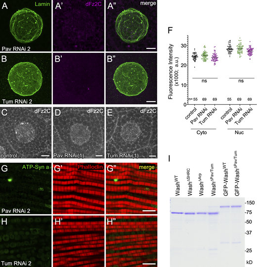 pav/tum mutant characterization. (A–B″) Confocal micrograph projections of Pav RNAi 2 (A–A″) and Tum RNAi 2 (B–B″) larval salivary gland nuclei stained with Lamin B and dFz2C. (C–E) Confocal micrograph of a larval salivary gland cell from control (C), Pav RNAi 1 (D), and Tum RNAi 1 (E) stained with dFz2C. (F) Quantification of dFz2C levels in the cytoplasm (Cyto) or nucleus (Nuc) for control, Pav RNAi 1, and Tum RNAi 1. The number of salivary gland cells assayed (n) is indicated. Error bars represent ± SEM. Kruskal–Wallis test was used. (G–H″) Confocal micrograph projections of adult IFM from Pav RNAi 2 (G–G″) and Tum RNAi 2 (H–H″) flies aged 21 d then stained for the activity-dependent mitochondrial marker ATP-Synthetase α and phalloidin. (I) Coomassie-stained gel of bacterially purified proteins used for the F-actin bundling assays. Scale bars: A–B″, G–H″: 5 μm; C–E: 20 μm. Source data are available for this figure: SourceData FS2.