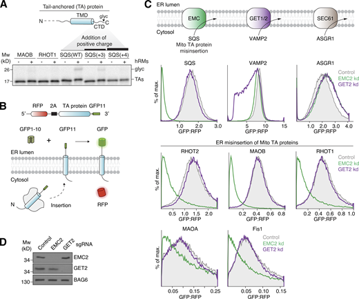 Selectivity at the ER membrane limits misinsertion of mitochondrial TA proteins by the EMC. (A) Top: Topology of a TA protein. Bottom: 35S-methionine–labeled TA protein with the indicated TMDs and C-terminal domains (CTDs) were expressed in the PURE system and purified as complexes with the cytosolic chaperone calmodulin. Glycosylation (glyc) of the CTD upon incubation with hRMs indicates successful insertion. Samples were analyzed by SDS-PAGE followed by autoradiography. (B) Schematic of the split GFP reporter system used to selectively monitor TA protein insertion into the ER. TA proteins fused to GFP11 are expressed in K562 cells constitutively expressing GFP1-10 in the ER lumen, along with a translation normalization marker (RFP). Successful integration into the ER results in GFP complementation and fluorescence. (C) Top: ER insertion pathways. Bottom: ER insertion of the indicated ER (SQS, VAMP2, ASGR1) and mitochondrial (RHOT2, RHOT1, MAOA, MAOB, Fis1) TA proteins, using the split GFP system as described in B, was assessed in cells transduced with either a non-targeting (control), EMC2, or GET2 knockdown (kd) sgRNA. GFP fluorescence relative to the normalization marker RFP was determined by flow cytometry and displayed as a histogram. (D) Cells from C were harvested and samples of total cell lysates were analyzed by SDS-PAGE and Western blotting with antibodies against EMC2, GET2, and BAG6, a non-targeted control protein. Mw, molecular weight. Source data are available for this figure: SourceData F1.