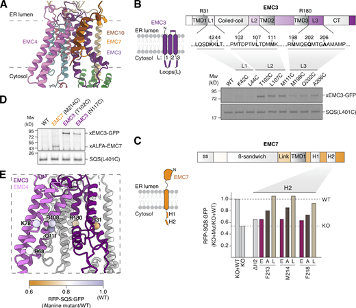 Characterization of the cytosolic and intramembrane residues required for insertion by the EMC. (A) Displayed is an improved model of the human EMC determined using cryo-EM. View of the insertase core composed of EMC3/6, enclosed by the three TMDs of EMC4, and the single TMDs of EMC7 and 10. (B) Top: Schematic of the topology and domain organization of EMC3, highlighting three flexible cytosolic loops (L1–3) located beneath the hydrophilic vestibule of the EMC. Bottom: Purified WT or EMC3 Cys mutant EMC were incubated with purified CaM-SQS(L401C) complexes for disulfide crosslinking and analysis as in Fig. 2 B. (C) Top: Schematic of the topology and domain organization of EMC7. ss = signal sequence; Link = linker; H1 = helix 1; H2 = helix 2. Bottom: HEK293 EMC7 KO cells were transduced with lentivirus to express WT EMC7, or the indicated mutants of EMC7 H2. The effects of each mutant on biogenesis of SQS was determined using the ratiometric fluorescent reporter assay, normalized to WT and plotted as a bar chart. (D) Disulfide crosslinking, as described in Fig. 2 B, of SQS(L401C) with purified EMC complexes, containing cysteines either in H2 of EMC7 (M214S), loop 2 of EMC3 (T102C), or within the membrane (EMC3 N117C). Mw, molecular weight. (E) View of the hydrophilic vestibule with EMC7 and 10 omitted for clarity. Residues indicated with spheres are colored according to the effects of individual alanine mutations at these positions in EMC3 and 4 on expression of SQS in HEK293T cells. The effect of each mutant was determined by flow cytometry using the ratiometric fluorescent reporter assay as in C, normalized to WT, and is displayed according to the indicated legend. Source data are available for this figure: SourceData F3.