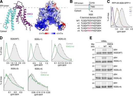 Positively charged C-terminal domains of TA proteins impair insertion by the EMC. (A) Left: Model of the TMDs of EMC3 and 6 that constitute the central insertase of the EMC. Right: Surface representation of the electrostatic potential of the insertase core ranging from −3 to +3 kT/e. EMC4, 7, and 10 were omitted for clarity. (B) Schematic of the SQS C-terminal domain (CTD) charge series. The C-terminus of SQS was mutated to introduce positively charged residues at the indicated positions. (C) Integration of the indicated SQS mutants into the ER was determined using the split GFP reporter system described in Fig. 1 B. (D) Same assay as in C, but with cells expressing either a non-targeting (control) or EMC2 knockdown (kd) sgRNA. (E) The indicated 35S-methionine–labeled SQS charge mutants were expressed in RRL and incubated with hRMs prepared from HEK293 WT or EMC6 knockout (KO) cells. ER insertion is monitored by glycosylation (glyc) of an acceptor motif fused to the C-terminus of the TA protein substrates. Source data are available for this figure: SourceData F4.