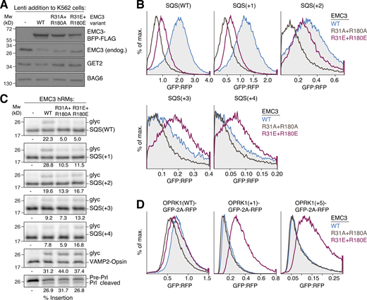 Charge reversal in the hydrophilic vestibule alleviates charge repulsion. (A) K562 ER GFP1-10 cells were transduced with lentivirus to express either WT, R31A+R180A, or R31E+R180E EMC3. Cells were harvested, solubilized, and samples of the total lysates were analyzed by SDS-PAGE and Western blotting with the indicated antibodies. Mw, molecular weight. (B) ER insertion of the indicated SQS charge mutants was measured in cells expressing either WT, R31A+R180A, or R31E+R180E EMC3 using the split GFP reporter system described in Fig. 1 B. (C) The indicated SQS mutants were prepared as in Fig. 4 E and incubated with hRMs from WT, R31A+R180A, or R31E+R180E EMC3 expressing cell lines. Successful ER insertion is monitored with a glycosylation (glyc) acceptor motif fused to the C-terminus of each substrate. The percent glycosylated is indicated below the gel. Expression of both EMC3 mutants does not impair the biogenesis of GET1/2-dependent VAMP2 or the secreted protein prolactin (Prl) that depends on the Sec61 complex (translocon). (D) WT (−5) or the indicated charge mutants of OPRK1 were fused to GFP and expressed with RFP as a translation normalization marker in RPE1 cells. Cells additionally expressed either BFP-tagged EMC3 WT, R31A+R180A, or R31E+R180E. Cells were analyzed by flow cytometry to derive the GFP:RFP ratio of BFP-positive cells. Source data are available for this figure: SourceData F6.