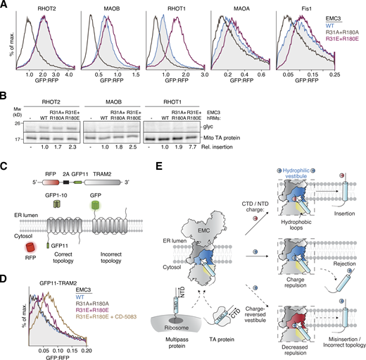 A selectivity filter in the EMC limits mitochondrial TA protein misinsertion at the ER. (A) As in Fig. 6 B, but with the indicated mitochondrial TA proteins. Note the strong increase in ER mislocalization of RHOT1 in EMC3 R31E+R180E expressing cells. (B) As in Fig. 6 C but expressing the TMD and C-terminus of the indicated mitochondrial TA proteins in non-nucleased RRL. Mw, molecular weight. (C) Schematic of the split GFP reporter system used to selectively monitor TRAM2 insertion in the incorrect topology into the ER. GFP11-tagged TRAM2 is expressed in K562 cells constitutively expressing GFP1-10 in the ER lumen, along with a translation normalization marker (RFP). Successful integration of TRAM2 in the correct topology will result in no fluorescence. Insertion in the incorrect topology results in GFP complementation and fluorescence. (D) ER insertion of GFP11-TRAM2 was measured in cells expressing either WT, R31A+R180A, or R31E+R180E EMC3 with or without the p97 inhibitor CD-5083 using the split GFP reporter system described above. (E) Model for how the EMC distinguishes clients by polar domain charge. A TA protein TMD or the first TMD of a multipass membrane protein is initially captured by flexible hydrophobic loops in the cytosol, allowing their C- or N-terminal domain (CTD/NTD) to probe the net positively charged hydrophilic vestibule. In the absence of positive charge, the polar domain is translocated rapidly, enabling TMD insertion. Insertion of TA proteins with positively charged C-termini or multipass TMDs with positively charged N-termini is slowed by charge repulsion, which facilitates TMD dissociation (rejection). Charge repulsion can be alleviated by introducing negative charge into the hydrophilic vestibule, resulting in increased misinsertion of mitochondrial TA proteins into the ER membrane, as well as increased insertion of multipass proteins in the incorrect topology. Source data are available for this figure: SourceData F7. Refer to the image caption for details.