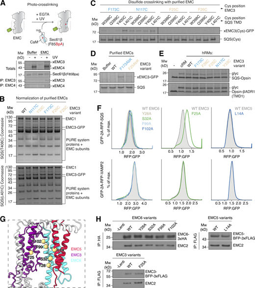 Defining the hydrophilic vestibule as the insertase-competent side. (A) Schematic depiction of the site-specific photocrosslinking approach. The 35S-methionine–labeled TA protein substrate SEC61β, with a BpA photocrosslinker incorporated into its TMD, was produced as a complex with CaM in the PURE in vitro translation system. It was then incubated with EMC solubilized and purified in the detergent LMNG. Except for the −UV controls, all reactions were irradiated with UV light after substrate release from CaM with EGTA and then analyzed by SDS-PAGE and autoradiography. Crosslinks to EMC3 and EMC4 were identified by IP with anti-EMC3 and -EMC4 antibodies. The asterisk indicates the crosslinked TA protein dimer band. (B) Coomassie stained SDS-PAGE gel of the disulfide crosslinking experiments with purified EMC shown in Fig. 2 B before analysis via autoradiography. The gel shows that equal amounts of EMC were used in the different crosslinking reactions. Mw, molecular weight. (C) Disulfide crosslinking with purified EMC as in Fig. 2 B, but with cysteines positioned around a turn of the SQS TMD, showing that the observed crosslinking bias to residues on the hydrophilic vestibule (in blue) is independent of cysteine position. All crosslinking reactions were performed in parallel, and gels were exposed to the same film. (D) Purified EMC complexes containing the unnatural amino acid and photocrosslinker AbK incorporated into EMC3 at the indicated positions were mixed with SQS(WT)–CaM complexes prepared in the PURE system and irradiated with UV light after substrate release from CaM with EGTA. Samples were analyzed by SDS-PAGE and autoradiography. (E) Insertion activity of hRMs prepared from EMC3 WT or Cys mutant cell lines. Two well-characterized EMC substrates, SQS and TMD1 of the β-adrenergic receptor 1 (βADR1; Chitwood et al., 2018; Guna et al., 2018), were translated in rabbit reticulocyte lysate in the presence of the indicated hRMs. Successful ER insertion results in the glycosylation (glyc) of the fused Opsin tag. cRMs were used as a control. (F) HEK293 cells stably expressing RFP-SQS or -VAMP2 and cytosolic GFP as a normalization control were transduced with lentivirus to express the indicated mutants of EMC3, 5, and 6 in the hydrophobic crevice. The RFP:GFP ratio for each mutant was determined using flow cytometry and is plotted as a histogram. (G) Side view of the membrane-spanning region of the EMC, focusing on the large cleft-like hydrophobic crevice. Residues on EMC3, 5, and 6 that were mutated in F line the cleft and are highlighted. (H) Incorporation of EMC subunit mutants into intact EMCs. A fraction of cells from F were harvested, solubilized, and subjected to anti-HA or anti-FLAG IP. Co-purification with the soluble subunit EMC2 indicates successful incorporation of WT and mutant EMC3, 5, and 6 variants, suggesting that all of the mutant subunits are assembled into the mature EMC. Source data are available for this figure: SourceData FS1.
