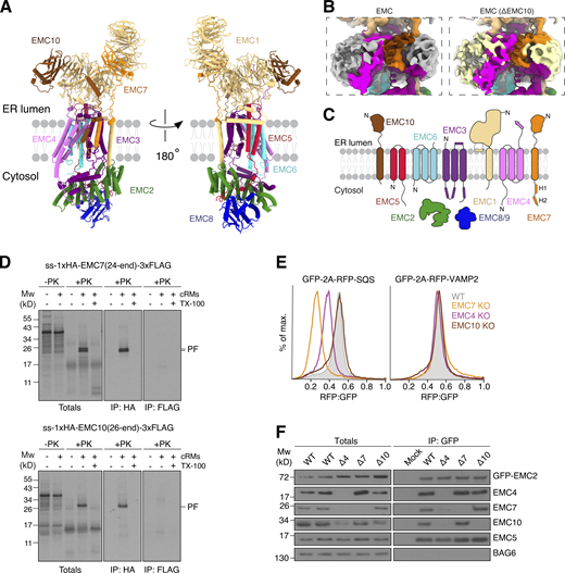 Architecture of the insertase-competent region of the EMC. (A) Updated model of the EMC, with views of the hydrophilic vestibule (left) and hydrophobic crevice side (right). (B) Low-pass filtered maps (5.5 Å) generated using volume tools in cryoSPARC V4.0. Left: Nine-subunit EMC complex map colored by the EMC subunits with the atomic model displayed as a superimposed cartoon. The EM density for the detergent micelle is displayed in gray. Right: Eight-subunit EMC complex (ΔEMC10) map. Due to the inherently flexible nature of EMC10’s TMD we could not unambiguously model its TMD; however, comparing +/Δ ΕΜC10 maps gave insights into localization of its TMD because the ΔEMC10 map lacks additional density (colored in brown) enclosing the hydrophilic vestibule of the EMC. (C) Updated schematic of the topology of all nine EMC subunits. EMC8 and 9 are mutually exclusive paralogs. (D) EMC7 and EMC10 span the membrane. 35S-methionine–labeled EMC7 (top) or EMC10 (bottom) carrying an N-terminal signal sequence (ss) and 1xHA tag, as well as a C-terminal 3xFLAG tag were in vitro translated in RRL supplemented with cRMs. Nascent chains were released from the ribosome with puromycin, and non-incorporated as well as cytosolically accessible proteins were digested with proteinase K (PK) in the presence or absence of Triton X-100 to solubilize the cRM membrane. The resulting protease protected fragments were subjected to denaturing anti-HA and anti-FLAG IP. Note that only the N-terminal HA tags of EMC7 and EMC10 were protected (PF = protected fragment) from PK digestion, whereas the C-terminal 3xFLAG was PK-accessible, indicating a type I, single-spanning topology for both subunits. Mw, molecular weight. (E) EMC4 and EMC7, but not EMC10, are required for SQS biogenesis in human cells. WT or EMC4/7/10 knockout (KO) HEK293 cells were transduced with lentivirus to express RFP-SQS or -VAMP2. The relative level of the RFP-fused TA protein to an internal GFP expression control was measured via flow cytometry and plotted as a histogram. (F) Purification of EMC complexes from HEK293 cells stably expressing GFP-EMC2 (WT), with or without additional knockout of EMC4, 7, or 10. Samples of total lysate and elution following an IP via GFP-EMC2 were analyzed by SDS-PAGE and Western blotting with the indicated antibodies. Source data are available for this figure: SourceData FS3.