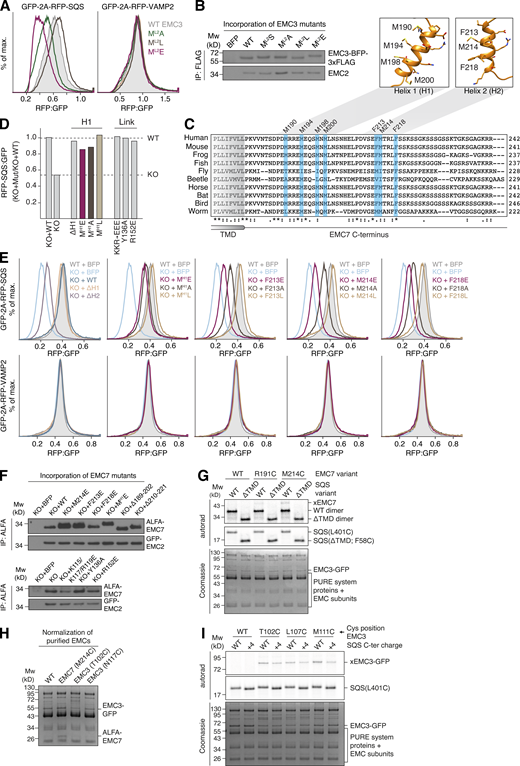 Substrate capture by EMC3’s hydrophobic loop 2 and EMC7’s hydrophobic helix H2. (A) HEK293 cells stably expressing RFP-SQS or -VAMP2 and cytosolic GFP as a normalization control were transduced with lentivirus to express the indicated EMC3 loop 2 mutants, along with BFP as a transduction marker. For each mutant, the RFP:GFP ratio of BFP-positive cells was derived via flow cytometry and is plotted as a histogram. ML2 refers to all four methionines in loop 2. (B) The indicated EMC3 loop 2 mutants were introduced into HEK293 cells via lentiviral transduction. Cells were harvested, solubilized and subjected to anti-FLAG IP. Eluates were analyzed by SDS-PAGE and Western blotting with the indicated antibodies. Mw, molecular weight. (C) Alignment of EMC7 C-terminus sequences from various eukaryotes using Clustal Omega (Sievers et al., 2011). Two conserved sequence stretches are predicted by secondary structure algorithms to form α-helices, termed H1 and H2. Residues mutated in E are highlighted in blue. AlphaFold 2 models of H1 and H2 are shown. H1 is methionine-rich and H2 is predicted to form an amphipathic α-helix. (D) As in Fig. 3 C, but with the indicated mutants of H1 or the lumenal linker (link) between the EMC7’s β-sandwich and TMD. MH1 refers to all four methionines in H1. KKR→EEE denotes the combined mutation of K115E, K117E, and R119E. (E) WT or EMC7 knockout (KO) HEK293 cells were transduced with lentivirus to express either BFP alone or BFP plus EMC7(WT) or the indicated mutants. 48 h after rescue construct transduction, cells were transduced with lentivirus expressing either RFP-SQS or -VAMP2, as well as a cytosolic GFP normalization control. The RFP:GFP ratio was determined by flow cytometry and is plotted as a histogram. Note that deletion of H2 strongly impaired SQS insertion in cells. Mutation of hydrophobic residues F213, M214, and F218 on H2 to either alanine or glutamate, but not leucine, similarly impaired SQS, but not VAMP2 biogenesis. (F) A BFP control, WT EMC7, or the indicated mutants of EMC7 were introduced into EMC7 KO HEK293 cells via lentiviral transduction. Cells were harvested, solubilized and subjected to anti-ALFA IP. Eluates were analyzed by SDS-PAGE and Western blotting with antibodies against EMC2 and 7. (G) Purified EMC complexes containing either WT EMC7 or EMC7 with cysteines in H1 (R191C) or H2 (M214C) were incubated with purified CaM–SQS complexes with or without a TMD. The cysteine was placed either in the TMD (L401C) or the soluble linker (F58C) for the WT and ΔTMD SQS constructs, respectively. Disulfide crosslinking was carried out as in Fig. 2 B. (H) Coomassie stained SDS-PAGE gel of the disulfide crosslinking experiment shown in Fig. 3 D before analysis via autoradiography. The gel shows that equal amounts of EMC were used in the different crosslinking reactions. (I) Purified WT or EMC3 Cys mutant EMC were incubated with purified CaM–SQS(L401C) complexes with WT or positively charged (+4) C-terminal domain. Disulfide crosslinking and analysis was carried out as above. Source data are available for this figure: SourceData FS4.