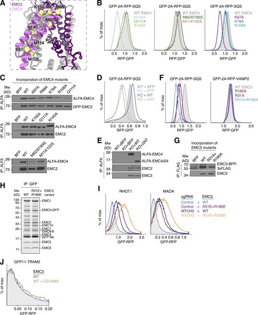 Biophysical properties of the hydrophilic vestibule. (A) View of the insertase-competent side of the EMC. EMC7 and 10 were omitted for clarity. Residues of EMC4 mutated in B are highlighted. R31 and R180 of EMC3 are shown as blue sticks for reference. (B) HEK293 cells stably expressing RFP-SQS and cytosolic GFP as a normalization control were transduced with the indicated mutants of EMC4, along with BFP as a transduction marker. The RFP:GFP ratio of BFP-positive cells for each mutant was derived via flow cytometry and is plotted as a histogram. (C) The indicated EMC4 mutants from Fig. 3 D and B were introduced into HEK293 cells via lentiviral transduction. Cells were harvested, solubilized, and subjected to anti-ALFA IP. Eluates were analyzed by SDS-PAGE and Western blotting with antibodies against EMC2 and 4. (D) The N-terminus of EMC4 is required for TA protein biogenesis in cells. HEK293 WT or EMC4 KO cells were transduced with lentivirus to express either BFP alone or BFP plus EMC4(WT) or a ΔNT mutant (residues 57–end). 48 h after rescue construct transduction, cells were transduced with lentivirus expressing RFP-SQS, as well as a cytosolic GFP normalization control. The RFP:GFP ratio of BFP-positive cells was derived via flow cytometry and is plotted as a histogram. (E) A portion of the cells from D was harvested, solubilized, and subjected to purification of EMC4 variants via their N-terminal ALFA tag using the ALFA nanobody. The eluate was analyzed by SDS-PAGE and Western blotting with HRP-coupled ALFA nanobody or the indicated antibodies. Mw, molecular weight. (F) HEK293 cells stably expressing RFP-SQS or -VAMP2 and cytosolic GFP as a normalization control were transduced with lentivirus to express the indicated mutants of EMC3, as well as BFP. The RFP:GFP ratio of BFP-positive cells for each mutant was derived via flow cytometry and is plotted as a histogram. (G) A portion of the cells from F was harvested, solubilized and subjected to purification of EMC3 variants via their C-terminal 3xFLAG tag. Incorporation of the single mutants was described before (Pleiner et al., 2020). (H) Expi293 suspension cells stably expressing EMC3-GFP WT or R31E+R180E were solubilized and subjected to anti-GFP nanobody purification. The eluate was normalized by GFP fluorescence and analyzed by SDS-PAGE followed by Sypro Ruby staining. Note that both EMC3 WT and R31E+R180E mutant incorporate into EMCs with similar efficiency as they co-purify with all other EMC subunits. (I) Same assay as in Fig. 7 A but in cells transduced with either a non-targeting (control) or MTCH2 knockdown sgRNA. (J) Same assay as in Fig. 7 D measuring the ER insertion of GFP11-TRAM2, but showing only WT EMC3 −/+ p97 inhibitor CD-5083. Source data are available for this figure: SourceData FS5.