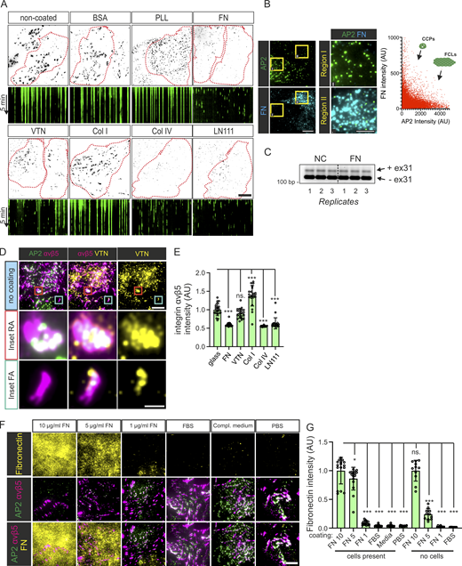 FN-rich ECM inhibits the formation of FCL and RA. (A) U2Os-AP2-GFP cells plated on PLL-, BSA-, FN-, VTN-, Col I-, Col IV-, LN111-coated, or non-coated dishes overnight. Samples were imaged with TIRF microscopy at 1-s intervals for 5 min. Representative 15-s time projections and 5-min kymographs of time-lapse videos from samples in Fig. 1 B. (B) Left: U2Os-AP2-GFP cells plated on non-coated dishes overnight were stained for FN. Representative TIRF images. Right: Graph showing the reduced brightness of AP2 in regions with higher FN signal (measured from a 1.5 µm × 1.5 µm region around each AP2 spot, n = 32988 AP2 spots, 27 images from one representative sample). (C) U2OS cells plated on non-coated (NC) or FN-coated (10 µg/ml) dishes were analyzed for clathrin exon 31 density by RT-PCR; n = 3 biological replicates. (D) U2Os-AP2-GFP were plated to non-coated dishes and stained for integrin αvβ5 and VTN. Representative TIRF images. (E) Analysis of integrin αvβ5 fluorescent intensity of samples from Fig. 2 A. N (images): FN = 15, VTN/Col I/LN111/non-coated = 21, Col IV = 17. Results were obtained from one representative experiment; similar results were observed in four individual experiments. F(5, 120) = 85.49, P < 0.0001. (F) U2Os-AP2-GFP cells plated on 10 µg/ml FN, 5 µg/ml FN, 1 µg/ml FN, FBS, or complete MEM medium-coated dishes were stained for FN and integrin αvβ5. Representative TIRF images. (G) FN integrated fluorescent density of dishes coated as in G, and plated or not plated with U2Os cells. N = 16-10/sample, from two independent experiments. F(9, 129) = 184.8, P < 0.0001. Data are the mean ± SD, ns. non-significant P value; *** P value < 0.001. Scale bars, 10 and 5 µm; insets, except in D, are 2 µm. Source data are available for this figure: SourceData FS1.