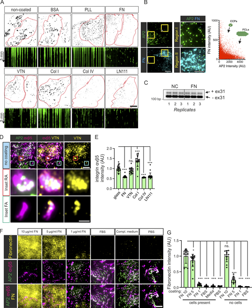 FN-rich ECM inhibits the formation of FCL and RA. (A) U2Os-AP2-GFP cells plated on PLL-, BSA-, FN-, VTN-, Col I-, Col IV-, LN111-coated, or non-coated dishes overnight. Samples were imaged with TIRF microscopy at 1-s intervals for 5 min. Representative 15-s time projections and 5-min kymographs of time-lapse videos from samples in Fig. 1 B. (B) Left: U2Os-AP2-GFP cells plated on non-coated dishes overnight were stained for FN. Representative TIRF images. Right: Graph showing the reduced brightness of AP2 in regions with higher FN signal (measured from a 1.5 µm × 1.5 µm region around each AP2 spot, n = 32988 AP2 spots, 27 images from one representative sample). (C) U2OS cells plated on non-coated (NC) or FN-coated (10 µg/ml) dishes were analyzed for clathrin exon 31 density by RT-PCR; n = 3 biological replicates. (D) U2Os-AP2-GFP were plated to non-coated dishes and stained for integrin αvβ5 and VTN. Representative TIRF images. (E) Analysis of integrin αvβ5 fluorescent intensity of samples from Fig. 2 A. N (images): FN = 15, VTN/Col I/LN111/non-coated = 21, Col IV = 17. Results were obtained from one representative experiment; similar results were observed in four individual experiments. F(5, 120) = 85.49, P < 0.0001. (F) U2Os-AP2-GFP cells plated on 10 µg/ml FN, 5 µg/ml FN, 1 µg/ml FN, FBS, or complete MEM medium-coated dishes were stained for FN and integrin αvβ5. Representative TIRF images. (G) FN integrated fluorescent density of dishes coated as in G, and plated or not plated with U2Os cells. N = 16-10/sample, from two independent experiments. F(9, 129) = 184.8, P < 0.0001. Data are the mean ± SD, ns. non-significant P value; *** P value < 0.001. Scale bars, 10 and 5 µm; insets, except in D, are 2 µm. Source data are available for this figure: SourceData FS1. Refer to the image caption for details.