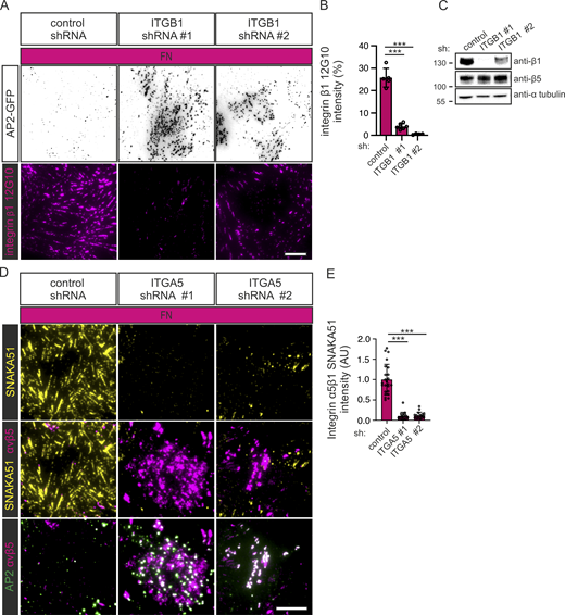 Silencing of integrin α5β1 promotes FCL and RA formation. (A) U2Os-AP2-GFP cells silenced for integrin β1 with two different shRNAs (shITGB1 #1, #2) or control shRNA were plated on FN-coated dishes and stained for active integrin β1 (12G10 antibody). Representative TIRF images. (B) Analysis of 12G10 fluorescent intensity. N = 7 from one representative experiment. Similar results were observed from two individual experiments. One-way ANOVA with Tukey’s multiple comparison F(2, 13) = 149.9, P < 0.0001. (C) Western blots showing integrin β1 silencing efficiency and the effect on integrin β5 protein levels. U2Os cells silenced for integrin β1 shRNAs (shITGB1 #1, #2) or control shRNA were blotted for integrin β1, integrin α5, and α-tubulin. Representative blots out of two individual experiments. The position of molecular weight markers (in kDa) are shown on the left. (D) U2Os-AP2-GFP-ITGB5-mScarlet cells silenced for integrin α5 with two different shRNAs (shITGA5 #1, #2) or control shRNA were plated on FN-coated dishes and stained for integrin α5 (SNAKA51 antibody). Representative TIRF images. (E) Analysis of SNAKA51 fluorescent intensity from widefield microscopic images. N (images): shScr = 24, shITGA5 #1 = 20, shITGA5 #2 = 19 from one representative experiment. Similar results were observed in two individual experiments. One-way ANOVA with Tukey’s multiple comparison, F(2, 60) = 1, P < 0.0001. Data are the mean ± SD, *** P < 0.001. Scale bars, 10 µm. Source data are available for this figure: SourceData FS4.