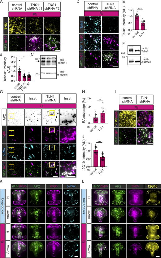 Knockdown of focal or fibrillar adhesion components or lateral confinement promote FCL and RA formation. (A) U2Os-AP2-GFP-ITGB5-mScarlet cells silenced for Tensin1 with two different shRNAs (shTNS1 #1, #2) or control shRNA were plated on FN-coated dishes and stained for Tensin1. Representative TIRF images. (B) Analysis of Tensin1 fluorescent intensity from samples in A. N (images): shScr control = 22, shTNS1 #1 = 29, shTNS1 #2 = 31, from one representative experiment. Similar results were observed in three individual experiments. One-way ANOVA with Tukey’s multiple comparison F(2, 79) = 38.09, P < 0.0001. (C) Representative Western blots of Tensin1 silencing efficiency. U2Os-AP2-GFP-ITGB5-mScarlet cells silenced for Tensin1 with two different shRNAs (shTNS1 #1, #2) or control shRNA were blotted for Tensin1 and α-tubulin. The arrow marks the correct Tensin1 band. The position of molecular weight markers (in kDa) are shown on the left. (D) U2Os-AP2-GFP-ITGB5-mScarlet cells silenced for Talin1 with shRNA or control shRNA were plated on FN-coated dishes and stained for Talin1. Representative TIRF images. (E) Analysis of Talin1 fluorescent intensity from samples in D. N (images): shScr = 32, shTLN1 = 31, from two individual experiments. Two-tailed Student’s t test, P < 0.0001. (F) Representative Western blots of Talin1 silencing efficiency. U2Os-AP2-GFP-ITGB5-mScarlet cells silenced for Talin1 shRNA or control shRNA were blotted for Talin1 and GAPDH. The position of molecular weight markers (in kDa) are shown on the left. (G) U2Os-AP2-GFP-ITGB5-mScarlet cells silenced for Talin1 with shRNA or control shRNA were plated on FN-coated dishes and stained for p-Pax. Representative TIRF images. (H) Analysis of RA coverage from samples in G. N (images): n = 23. Two-tailed Student’s t-test, P < 0.0001. (I) U2Os-AP2-GFP-ITGB5-mScarlet cells silenced for Talin1 with shRNA or control shRNA were plated on FN-coated dishes and stained for integrin β1 12G10. Representative TIRF images. (J) Analysis of 12G10 fluorescent intensity with samples from I. N (images): shScr = 20, shTLN1 = 15, from one representative experiment. Similar results were observed in two individual experiments. Two-tailed Student’s t test, P < 0.0004. (K) U2Os-AP2-GFP cells were grown on FN-coated or non-coated micropatterns (1,100 mm2) and stained for integrin αvβ5 and p-Pax. Representative TIRF images. (L) U2Os-AP2-GFP-ITGB5-mScarlet cells were grown on FN-coated or non-coated micropatterns (1,100 mm2) and stained for active integrin β1 12G10. Representative TIRF images. Data are the mean ± SD, ** P < 0.01, *** P < 0.001. Scale bars, 10 µm; insets, 5 µm. Source data are available for this figure: SourceData FS5. Refer to the image caption for details.
