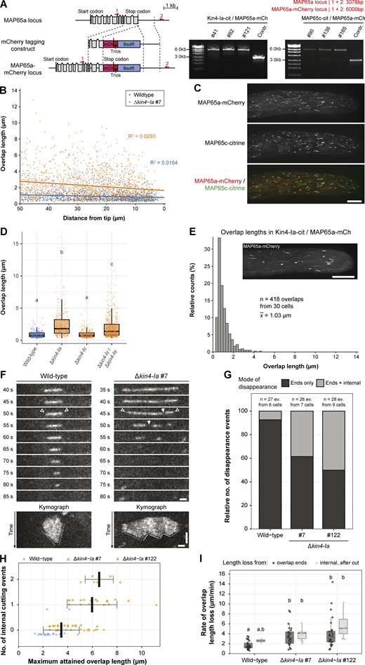 Generation and validation of MAP65a + MAP65c and MAP65a + Kin4-Ia co-localization strains, overlap length dependency on distance to the tip, overlap lengths in other Kin4 mutants, and modes and speeds of overlap disappearance upon Kin4-Ia removal. (A) Schematic representation of the genomic locus containing the MAP65a encoding gene with its intron-exon structure (gray boxes) and the construct used for C-terminal mCherry tagging via homologous recombination (dashed lines). In MAP65a-labeled lines, the original stop codon is replaced with a fragment containing the mCherry encoding sequence (pink box), the nopaline synthase terminator (red box), and a cassette conferring blasticidin resistance (blue box). Red arrows denote primer binding sites used for confirmation of the obtained lines by PCR. The product obtained after PCR reaction and its predicted size are given on the right. The numbers of three independently obtained transformants are given above the gel images. (B) Scatterplot showing the correlation between overlap length and distance to the cell tip (as visualized with MAP65a-citrine expression). Individual measurements of the length of an overlap are plotted against the distance of its center to the cell tip for n = 1,238 overlaps (wild type) and n = 1,781 overlaps (Δkin4-Ia line #7). Both in wild type and the Δkin4-Ia mutant simple linear regression analysis revealed an extremely weak correlation. (C) Visualization of the colocalization of two MAP65 paralogs, MAP65a and MAP65c, in interphase tip cells. The separate channels of the different fusion proteins are shown with a colored overlay depicted below. Images are a maximum projection of 20 z-planes spaced 0.4 µm apart. Scale bar, 10 µm. (D) Boxplots of the overlap lengths in tip cells of wild type, Δkin4-Ia, Δkin4-Ic, and Δkin4-Ic/Δkin4-Ia lines (n = 269 overlaps from 7 cells, 338 overlaps from 7 cells, 345 overlaps from 8 cells, and 693 overlaps from 19 cells for these genotypes, respectively). Individual datapoints are represented by a dot and whiskers indicate minimum/maximum observed values or 1.5 times the interquartile range when outliers were present. The letters indicate which distributions were significantly different in a Kruskall–Wallis test followed by Dunn’s post-hoc testing (two sided; P < 0.001). (E) Histogram showing the length distribution of the indicated amount of MAP65a-mCherry–labeled overlaps from the Kin4-Ia-citrine/MAP65a-mCherry co-localization line. An example of the MAP65a-mCherry signal in a caulonemal tip cell is depicted in the inset (z-projection of 20 planes spaced 0.4 µm apart). Scale bar, 10 µm. Mean overlap length was both significantly smaller than in the Δkin4-Ia lines and significantly higher than in de MAP65a-citrine control line using a Kruskal–Wallis test with Dunn’s multiple comparisons test (P < 0.001; compare with Fig. 2, A and B). (F) Visualization of overlap disappearance by MAP65a-citrine in wild type and Δkin4-Ia cells. Two modes of disappearance are illustrated: one where length loss occurs exclusively at overlap ends (left, open arrowheads) and one where additionally internal breaking up of the overlap is observed (right, closed arrowheads). Kymograph representations of depicted events are given below. Here, dashed lines illustrate the approximate rate of length loss from overlap ends and solid lines illustrate the rate of overlap length loss after an internal cut. Images are maximum z-projections of three planes spaced 0.5 µm apart taken in the cortical area. Horizontal scale bars, 1 µm; vertical scale bar, 30 s. (G) Stacked bar diagram depicting the relative occurrences of the two modes of overlap disappearance for wild type and two Δkin4-Ia mutant lines. The number of events used for analysis is given above. (H) Scatter plot of the frequency of internal cutting events (as exemplified in A) and the maximum length attained by overlaps. Solid bars indicate average lengths and whiskers show SD. Datapoints are slightly offset and color-coded to indicate from which genotype they were derived. (I) Boxplots of the rates of overlap length loss from overlaps ends and within overlaps for wild type and two Δkin4-Ia mutant lines. See kymographs in A for illustration of the measured rates. Individual data points are represented by a dot and whiskers indicate minimum/maximum observed values or 1.5 times the interquartile range when outliers were present. The letters indicate which distributions were significantly different in a Kruskall–Wallis test followed by Dunn’s post-hoc testing (two sided; P < 0.01). Source data are available for this figure: SourceData FS2.