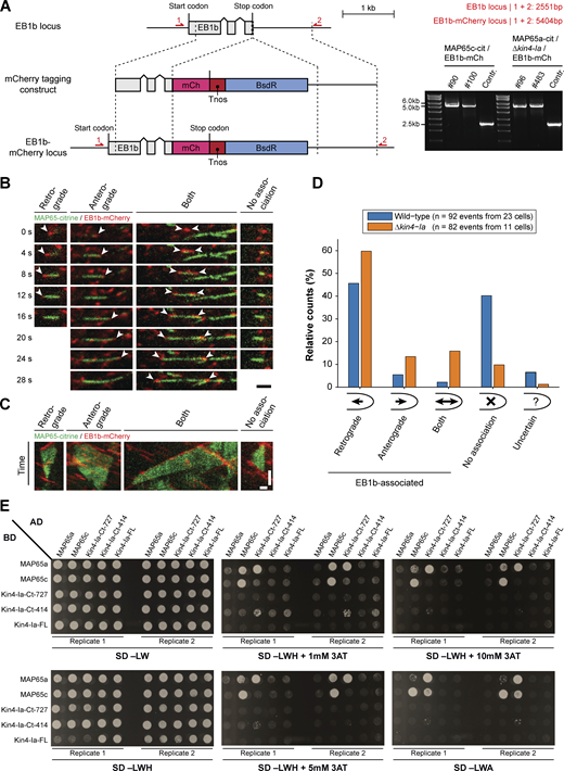 Generation of EB1b-mCherry marker strains, breakdown of number and orientation of plus end growth events during overlap formation, and full yeast-two-hybrid results. (A) Schematic representation of the genomic locus containing the EB1b encoding gene with its intron–exon structure (gray boxes) and the construct used for C-terminal mCherry tagging via homologous recombination (dashed lines). In EB1b-labeled lines, the original stop codon is replaced with a fragment containing the mCherry encoding sequence (pink box), the nopaline synthase terminator (red box), and a cassette conferring blasticidin resistance (blue box). Red arrows denote primer binding sites used for confirmation of the obtained lines by PCR. The product obtained after PCR reaction and its predicted size are given on the right. The numbers of two independent transformants are given above the gel images. (B) Time sequences of microtubule overlap formation events visualized with MAP65-citrine and microtubule plus end marker EB1b-mCherry (indicated with arrowheads). The events with EB1b-mCherry association were further categorized according to the growth direction of the microtubule plus end with respect to the cell apex: retrograde (away from cell apex), anterograde (toward cell apex), or both (one plus end in each direction). The shown retrograde event was acquired in a wild type background and the other events in a Δkin4-Ia background. Images are maximum z-projections of two planes spaced 0.5 µm apart acquired in the cortical area. Scale bar, 2 µm. (C) Kymographs of the microtubule overlap formation events depicted in B. Note that in contrast to B, overlap disappearance is also included. Horizontal scale bar, 1 µm; vertical scale bar, 30 s. (D) Bar diagram showing relative occurrence of the different EB1b-association categories (as illustrated in B) obtained from the indicated number of overlap formation events in wild type and Δkin4-Ia cells. In case EB1b association could not be unequivocally determined (e.g., due to high EB1b-comet abundance), the “uncertain” category was assigned. (E) Full overview of the yeast-two-hybrid interaction assay between two MAP65 paralogs and different portions of Kin4-Ia. Proteins/protein fragments fused with the Gal4 activation domain (AD) and binding domain (BD) and their different combinations were co-expressed in yeast strains (SD −LW) that were tested for growth on reporter media lacking histidine (SD −LDH) in combination with increasing concentrations of the competitive inhibitor 3-AT (1, 5 and 10 mM) or lacking adenine (SD −LDA). For each observation, two biological replicates (independent mating events) are shown. Note that detection of protein–protein interaction appears dependent on fusion partner and/or selection marker. Source data are available for this figure: SourceData FS3.