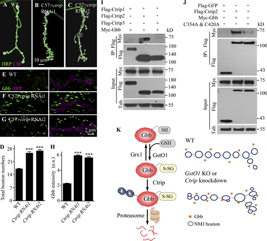 E3 ligase Ctrip preferentially interacts with glutathionylated Gbb. (A–C) Confocal images of NMJs double-labeled with anti-HRP (green) and anti-CSP (magenta). The genotypes are: WT, ctrip RNAi1 (THU0789)/C57-Gal4, ctrip RNAi2 (TH01600.N)/C57-Gal4. Scale bar, 10 µm. (D) Quantification of total bouton numbers of different genotypes. n = 10 NMJs for each genotype, statistical significance was calculated using one-way ANOVA; ***P < 0.001; error bars denote SEM. (E–G) Confocal images of NMJs colabeled with anti-Gbb (green) and anti-HRP (magenta). Knockdown of ctrip by C57-Gal4 resulted in increased intracellular Gbb level compared with WT. (H) Quantification of cytoplasmic Gbb level of different genotypes in arbitrary units (a.u.). n = 12 larvae; statistical significance was calculated using one-way ANOVA; ***P < 0.001; error bars denote SEM. (I) Gbb preferentially interacts with Ctrip2. Lysates of S2 cells co-expressing Myc-Gbb and individual Flag-tagged Ctrip fragments were subjected to immunoprecipitation with anti-Flag antibody. Gbb was detected with anti-Myc antibody. Tubulin was used as a loading control. (J) Ctrip2 binds weakly to non-glutathionylated C354A and C420A double mutation Gbb. S2 cell lysates co-overexpressing Flag-Ctrip2 and WT or C354A and C420A double mutated Gbb. Myc-Gbb was subjected to co-immunoprecipitation with anti-Flag antibody and detected with anti-Myc antibody. Tubulin was used as a loading control. (K) A working model. GstO1 promotes glutathionylation and subsequent proteasome-mediated degradation of Gbb, while Grx1 does the opposite. GstO1 and Ctrip negatively regulate NMJ synapse development by down-regulating Gbb protein level. Source data are available for this figure: SourceData F10.