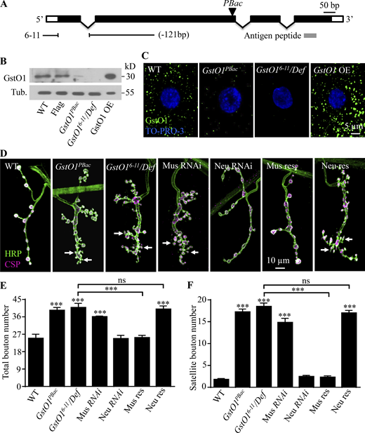 GstO1 inhibits NMJ synapse development postsynaptically. (A) Intron–exon organization and different mutations of GstO1. Exon and intron are indicated by boxes and gaps, respectively. The antigen for antibody production is indicated by a gray bar. P-element insertion GstO1PBac was indicated by a triangle. (B) Western analysis of different genotypes using an anti-GstO1 antibody. No GstO1 expression was detected in hemizygous GstO16-11/Def mutants. GstO1 OE denotes UAS-GstO1/+; C57-Gal4/+. Flag denotes a Flag tag knocked in at the C-terminus of the endogenous GstO1. Tubulin was used as the loading control. The loading of GstO1 OE was one-seventh of the other. (C) Images of coimmunostaining with anti-GstO1 (green) and nuclear marker To-Pro-I3 (blue) of muscles of different genotypes. The genotypes are WT, GstO1PBac/GstO1PBac, GstO16-11/Def, and GstO1 OE (UAS-GstO1/+; C57-Gal4/+). Scale bar, 5 μm. (D) All images were projections of confocal z-stacks of synapses double-stained with anti-HRP (green) and anti-CSP (magenta). The genotypes are WT, GstO1PBac, GstO16-11/Def, Mus RNAi: C57-Gal4/GstO1 RNAi, Neu RNAi: OK6-Gal4/+; GstO1 RNAi, Mus res: UAS-GstO1/+; C57-Gal4 GstO16-11/Def, and Neu res: UAS-GstO1/OK6-Gal4; GstO16-11/Def. Scale bar, 10 μm. (E and F) Statistical results of total bouton number (E) and satellite bouton number (F) in different genotypes; n ≥11 for each genotype; arrows indicate satellite boutons; ***P < 0.001 by one-way ANOVA with Tukey post hoc test; ns means no significance; error bars denote SEM. Source data are available for this figure: SourceData F2.