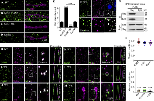 GstO1 negatively regulates Gbb protein levels and co-localizes with Gbb. (A–D) Confocal images of NMJ 4 colabeled with anti-Gbb (green) and anti-HRP (magenta). The genotypes are WT, GstO16-11/Def, UAS-GstO1/+; C57-Gal4/+, and UAS-GstO1/+; C57-Gal4 GstO16-11/Def. Scale bar, 2 µm. (E) Quantification of cytoplasmic Gbb level of different genotypes in arbitrary units (a.u.). n = 12 NMJs, ***P < 0.001 by one-way ANOVA with Tukey’s post hoc test. Data are presented as means ± SEM. (F) Representative confocal images of WT muscle cells triple-stained with anti-GstO1 (green), anti-Gbb (magenta), and nuclear marker anti-To-Pro-I3 (blue). The zoom-in views of the boxed area are shown in the bottom row. Scale bar, 5 µm. (G) Gbb interacts with Flag-tagged endogenous GstO1 in larval muscles as detected by co-IP. Gbb was coimmunoprecipitated by anti-Flag from larvae expressing endogenous GstO1 tagged with Flag. (H–J) GstO1 is colocalized with the ER marker KDEL (H), the early endosomal marker Rab5 (I), and the recycling endosomal marker Rab11 (J) in muscle cells. (K–M) GstO1 is not colocalized with the late endosomal markers Dor (K), Spinster (L), and Hrs (M) in muscle cells. The yellow asterisk in M denotes NMJ boutons. Scale bar, 5 µm. (N) Manders coefficient as a measure of colocalization of GstO1 with different markers. n = 10 muscle cells from 10 larvae. ***P < 0.001 by one-way ANOVA with Tukey’s post hoc test. Data are presented as means ± SEM. Source data are available for this figure: SourceData F4. Refer to the image caption for details.