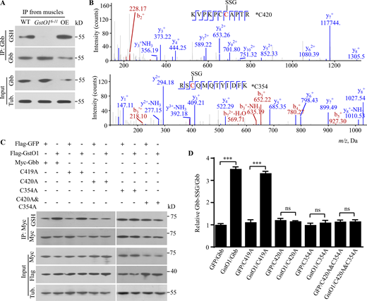 Glutathionylation of Gbb at Cys354 and Cys420 mediated by GstO1. (A) GstO1 positively regulates glutathionylation of Gbb. Gbb was immunoprecipitated by anti-Gbb, electrophoresed by non-reducing SDS-PAGE, and probed with anti-GSH and anti-Gbb antibodies. (B) Detection of glutathionylation at Cys420 and Cys354 of Gbb by mass spectrometry. Cys420 and Cys354 in the peptides of aa 352–363 and aa 414–424 of Gbb, respectively, are glutathionylated and illustrated along the peptide sequence shown at the top. The b- and y-type product ions are marked on the spectrum. (C) Verification of Gbb glutathionylation sites by mutational analysis. S2 cells were co-transfected with plasmids encoding Flag-tagged GstO1 and Myc tagged WT or mutant Gbb. Anti-GSH was used to detect glutathionylated Gbb. Tubulin was used as a loading control. (D) Quantitative analysis of the relative Gbb-SSG/Gbb ratio and Gbb/tubulin ratio. n = 3, ns, no significance, ***P < 0.001 by one-way ANOVA with Tukey’s post hoc test. Data are presented as means ± SEM. Source data are available for this figure: SourceData F6.