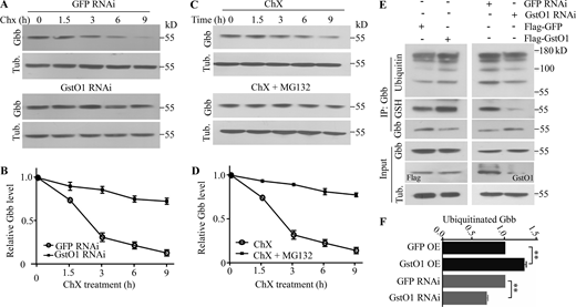 Gbb is degraded by the proteasomal degradation pathway. (A) Gbb protein levels in S2 cells treated with dsRNAs targeting GstO1 or GFP control at various time points after blocking protein synthesis by cycloheximide (ChX). (B) A slowed decline in Gbb protein levels in S2 cells after the knockdown of GstO1 by dsRNA. Values are shown as the ratio of Gbb intensity to tubulin control, normalized to the untreated cells at time zero. n = 3. Data are presented as means ± SEM. (C) Treatment of S2 cell with ChX and with or without proteasome inhibitor MG132. (D) A slowed decline in Gbb protein levels in S2 cells treated with CHX and MG132. Values are shown as the ratio of Gbb intensity to tubulin control, normalized to the cells only treated with CHX at time zero. n = 3. Data are presented as means ± SEM. (E) GstO1 facilitates Gbb glutathionylation and ubiquitination. Gbb ubiquitination together with glutathionylation upon RNAi knockdown or overexpression of GstO1 in S2 cells. Anti-ubiquitin was used to detect ubiquitinated Gbb. Glutathionylated Gbb was detected by anti-GSH after immunoprecipitation with anti-Gbb. Tubulin was used as a loading control. (F) Quantitative analysis of ubiquitinated Gbb. n = 3, **P < 0.01 by one-way ANOVA with Tukey’s post hoc test. Data are presented as means ± SEM. Source data are available for this figure: SourceData F9.