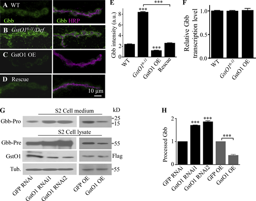 GstO1 negatively regulates Gbb levels in vivo and in S2 cells. (A–D) Confocal images of NMJs co-stained with anti-Gbb (green) and anti-HRP (magenta) in detergent-free conditions. Gbb was upregulated in GstO1 mutants. Scale bar, 10 µm. (E) Quantification of extracellular Gbb intensity of different genotypes including WT, GstO16-11/Def, UAS-GstO1/+; C57-Gal4/+, and UAS-GstO1/+; C57-Gal4 GstO16-11/Def. Scale bar, 10 µm. n = 10 NMJs, ***P < 0.001 by one-way ANOVA with Tukey’s post hoc test. Data are presented as means ± SEM. (F) The gbb mRNA level normalized to the RpL28 mRNA level in larval muscles of WT, GstO16-11/Df mutants, and GstO1 OE (UAS-GstO1/+; C57-Gal4/+) animals. No significant difference in gbb mRNA levels between the genotypes by one-way ANOVA with Tukey’s post hoc test. n = 4, error bars indicate SEM. (G) Gbb proteins in cell lysates and culture medium of S2 cells with altered expression of GstO1 were detected by Western analysis using anti-Gbb. Both precursor Gbb and processed Gbb protein levels were increased in GstO1 RNAi knockdown cells. On the contrary, reduced precursor Gbb and processed Gbb protein levels were observed in GstO1-overexpressing cells. Tubulin was used for loading control. (H) Quantitative analysis of the level of processed Gbb. n = 3, ***P < 0.001 by one-way ANOVA with Tukey’s post hoc test. Data are presented as means ± SEM. Source data are available for this figure: SourceData FS2. Refer to the image caption for details.