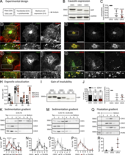 Differential proteostasis of newly synthesized caveolins. (A) Experimental design for studying the early proteostasis of caveolins. This protocol has been used throughout the work for the transfection (1 μg of DNA), expression (for 3 h), and analysis of caveolins and mutants, unless otherwise specified. (B and C) N-terminally GFP-tagged CAV1, CAV2, or CAV3 were transfected in parallel and after 3 h protein steady-state levels were determined in cell lysates (equal protein concentration) by immunoblotting (IB) with anti-GFP antibodies (B). Band intensity was quantified by densitometry, corrected with respect to the GAPDH levels determined by IB in each sample, and expressed relative to the GFP levels in CAV1 transfected cells (C; n ≥ 5 independent experiments). (D–H) The intracellular distribution of GFP-caveolins after 3 h was analyzed by confocal microscopy using specific antibodies against organellar markers; Cavin-1 (PM caveolae), TGN46 (GC), Calreticulin (ER), and Plin-3 (LDs). Representative images are included (D–G and Fig. S2). GFP-caveolin colocalization with each organelle was quantified using the Manders M2 overlapping coefficient (n ≥ 3 independent experiments with at least seven cells per condition; H). (I and J) Cells transfected with the indicated proteins were homogenized after 3 h with 1% Triton X-100 (4°C) and soluble and insoluble fractions separated by centrifugation. Protein distribution was analyzed in equal volumes of each fraction by IB with anti-GFP antibodies. (I and J) A representative result (I) and the relative distribution (J) of the protein in both fractions (left panel), and the relative insoluble fraction of CAV2 and CAV3 when compared with CAV1 (right panel; n = 3 independent experiments). (K–P) Transfected cells were solubilized after 3 h with either 0.5% Triton X-100 (TX) or 0.2% TX-100 + 0.4% SDS (TX+SDS), loaded at the top of sucrose density gradients, and fractionated by centrifugation according to their molecular weight. Protein distribution was quantified in equal volumes of each fraction by IB with anti-GFP antibodies. (K and M) show a representative result and (L–P) the relative distribution of the proteins in each fraction of the gradients quantified by densitometry (n ≥ 3 independent experiments). (Q and R) Transfected cells were homogenized after 3 h by nitrogen cavitation in the absence of detergents, loaded at the bottom of sucrose gradients, and fractionated according to their buoyant density by centrifugation for 1 h. Protein distribution was calculated in equal volumes of each fraction by IB with anti-GFP antibodies (n = 3 independent experiments). Upon these conditions, LDs float into the top fraction, as corroborated by enrichment in endogenous Plin-3. (Q and R) A representative result (Q) and the relative enrichment (R) of each caveolin on LDs. All graphs show means ± SD; ns, not significant; *P < 0.05, **P < 0.01, ***P < 0.001, ****P < 0.0001 calculated in a one-way ANOVA (C, J, and R) or two-way ANOVA tests (H, L, N, O, P, and Q). Scale bars are 20 μm. Source data are available for this figure: SourceData F2.