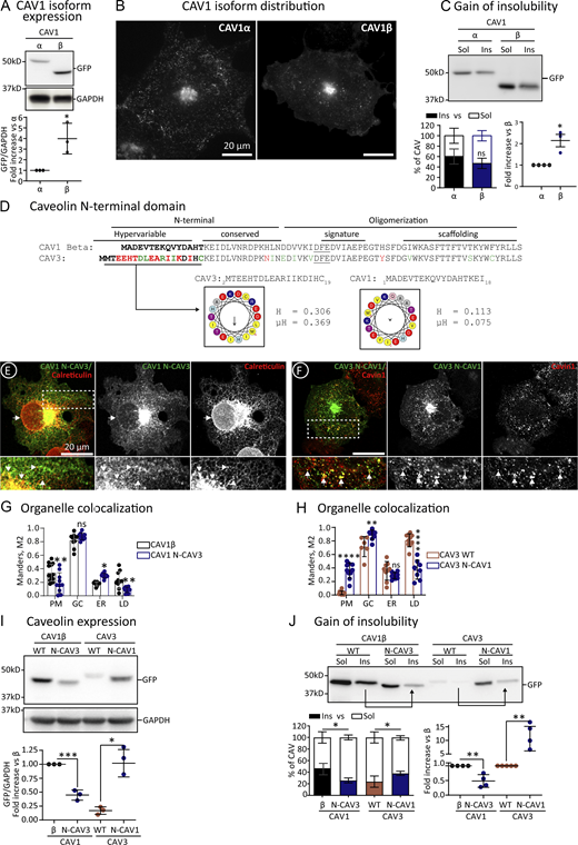 Molecular determinants for the retention of CAV3 in the ER. (A–C) GFP-tagged alpha-CAV1 and beta-CAV1 (lacking the initial 32 amino acids of alpha) were expressed for 3 h, and steady-state protein levels were determined by IB with anti-GFP antibodies as in Fig. 2 B (A; n = 3 independent experiments). Protein distribution was assessed by confocal microscopy as in Fig. 2 H (B), and the gain of insolubility determined as in Fig. 2, I and J (C). (D) The N-terminal domains of beta-CAV1 and CAV3 are aligned, relevant differences in amino acids are indicated in red, and equivalent changes in green. The DFE motif binding COPII is underlined. The hydrophobicity (H), the hydrophobic moment (μH), and the tendency to fold as an alpha helix of the hypervariable domains of both proteins are depicted (hydrophobic residues in yellow and charged amino acids in red and blue). (E–H) The initial 14 amino acids of beta-CAV1 were exchanged by the first 16 residues of CAV3 to generate CAV1 with the N-terminus of CAV3 (CAV1 N-CAV3) and CAV3 N-CAV1. The mutants were expressed for 3 h, and their distribution was analyzed by confocal microscopy as in Fig. 2 D. (E and F) show representative images of the mutants and their co-localization with Calreticulin (ER marker) or Cavin-1 (PM marker). Additional images are included in Fig. S4. (G and H) show the colocalization of the mutants with organellar markers as in Fig. 2 H and the quantification using the Manders M2 overlapping coefficient (n ≥ 3 independent experiments and at least eight cells per condition). (I and J) The indicated proteins were transfected for 3 h and the steady state levels of wt and mutants determined by IB with anti GFP antibodies as in Fig. 2 B. The insolubility to 1% TX of the mutants was determined as in Fig. 2, I and J. Arrows in J indicate the bands showing reduction or gain of insolubility of the mutants. The graph below shows the quantification of the protein levels with GFP antibodies and densitometry with respect to the wt proteins calculated as in Fig. 2, I and J (n ≥ 3 independent experiments). All graphs show means ± SD; ns, not significant; *P < 0.05, **P < 0.01, ***P < 0.001, ****P < 0.0001 in a two-tailed unpaired t test (A and C), one-way ANOVA (I and J), or two-way ANOVA test (G and H). Scale bars are 20 μm. Source data are available for this figure: SourceData F4.