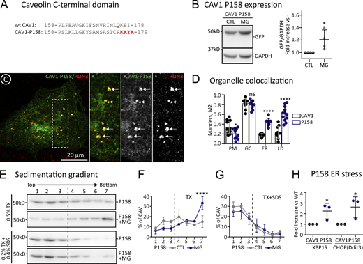 Impaired arrival of CAV1 to late-GC avoids oligomerization. (A) Amino acid sequence of the C-terminal domains of wt CAV1 and the CAV1- P158PfsX22 mutant (CAV1-P158). The newly generated ER-retrieval signal is indicated with red letters. (B) GFP-tagged CAV1-P158 was expressed for 3 h in CTL cells or in cells additionally treated with MG132. Protein levels were determined by densitometry as in Fig. 2 B (n = 3 independent experiments). (C and D) GFP-CAV1 and GFP-CAV1-P158 were expressed for 3 h, and their intracellular distribution analyzed by confocal microscopy. C shows representative images of the mutants and their co-localization with Plin-3 (LD marker). Additional images are included in Fig. S5. D shows the colocalization of CAV1-P158 with organellar markers as in Fig. 2 H (n ≥ 3 independent experiments and at least eight cells per condition). (E–G) CAV1-P158 was expressed for 3 h in CTL cells or in cells additionally treated with MG. Cells were solubilized with either TX or TX+SDS and fractionated in sucrose sedimentation gradients and protein distribution was analyzed as in Fig. 2 K with anti-GFP antibodies. E shows a representative result, and F and G show the relative distribution of the protein in each fraction of the gradient (n = 3 independent experiments). (H) CAV1 wt and CAV1-P158 were transfected in parallel and expressed for 16 h. The ER stress of cells was evaluated by measuring expression of XBP1 and DDIT3 by qPCR. Results are referred to the expression of these stress markers in cells transfected with CAV1 (n = 4 independent experiments). All graphs show means ± SD; ns, not significant; *P < 0.05, **P < 0.01, ***P < 0.001, ****P < 0.0001 in a two-tailed paired t test (B and H) or a two-way ANOVA test (D, F, and G). Scale bars are 20 μm. Source data are available for this figure: SourceData F5.