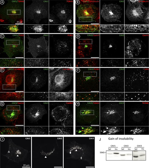 Differential early transport of newly synthesized caveolins. Supplemental for Fig. 2. (A–H) Colocalization of GFP-CAV1, CAV2, and CAV3 with antibodies recognizing Cavin-1 (PM caveolae), TGN46 (GC), Calreticulin (ER), and Plin-3 (LDs) and analyzed by confocal microscopy. (I) Distribution of GFP-caveolins in C2C12 myoblasts after 3 h. The location of caveolin in the PM (open arrowhead), GC (arrowhead), ER (open arrow), and LDs (arrow) is indicated. (J) Gain of the insolubility of caveolins in C2C12 cells after a 3 h expression as explained in Fig. 2 I. Source data are available for this figure: SourceData FS2.