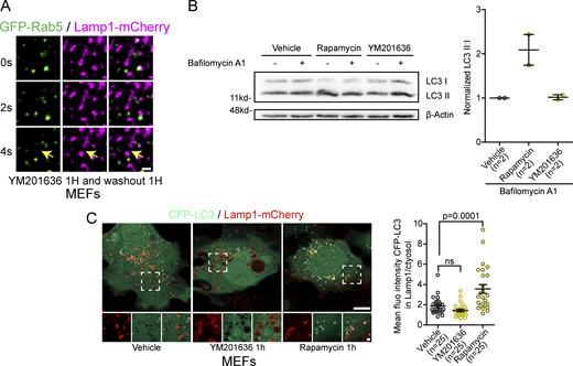 Short-term inhibition of PIKfyve with YM201636 does not induce autophagy or formation of endolysosomes. (A) Time-lapse imaging of a Lamp1 positive tubule fission event in a MEF cell expressing Rab5-GFP and Lamp1-mCherry after short-term inhibition of PIKfyve using YM2013636 (1 µM for 1 h) followed by 1 h washout of the drug. The yellow arrows indicate tubule fission. Scale bar = 1 µm. (B) Representative Western blot images of MEFs treated 1 h with YM201636 (1 µM) or vehicle control, rapamycin (10 µg/ml) was used as a positive control. Bafilomycin A1 treatment (500 nM, 1 h) was used to inhibit degradation of autophagosomes allowing to evaluate whether YM201636 treatment induced formation of autophagosomes. Levels of LC3 II were normalized to LC3 I to quantify autophagosomes. β-Actin was used as a loading control. The graphs show the mean ± SEM, cells from two independent experiments. (C) Representative images of MEFs cells expression CFP-LC3 and Lamp1-mCherry and treated with YM201636 (1 µM for 1 h) or Rapamycin (10 µg/ml) as a positive control. Scale bars: 10 and 2 µm (inset). Quantification of the mean fluorescence intensity of CFP-LC3 colocalizing with Lamp1 normalized to that of the cytosol. The graphs show the mean ± SEM, cells from three independent experiments. One-way ANOVA with Dunnett’s multiple comparison test. ns = 0.4570. Source data are available for this figure: SourceData FS3. Refer to the image caption for details.
