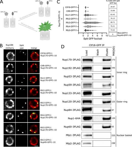 Ctf18-RFC is recruited to a subset of NPCs lacking the nuclear basket nucleoporins Mlp1 and Mlp2. (A) Schematic showing the principle of the split-GFP assay. GFP1-10 and GFP11 are fused to proteins A and B, respectively, and when A and B interact, GFP1-10 and GFP11 associate to form a full-length GFP that can fluoresce. (B) Images of the nuclei of cells co-expressing Nup170–GFP1-10 and GFP11 tagged components of the Ctf18-RFC complex. The bottom panel image shows a cell co-expressing Nup49–GFP1-10 and Rfc3-GFP11. In these cells, the NPCs are marked by Nup188-mCherry. Single plane images from the acquired z-stacks are shown. Scale bar = 1 µm. (C) Violin plots showing the number of split GFP foci per cell for strains expressing Nup170–GFP1-10 and GFP11 tagged components of the Ctf18-RFC complex. The table on the right shows percentages of cells containing split GFP foci for the corresponding strains in the violin plots. The split GFP foci were not detected in cells co-expressing Nup49–GFP1-10 and Rfc3-GFP11 (bottom row of the table). (D) Ctf18-GFP fusion protein was affinity-purified from cell lysates containing 3FLAG-tagged nucleoporins or Nup1-6HA. Eluates were analyzed by immunoblotting using anti-FLAG or anti-HA antibodies to detect indicated nucleoporins. MW, molecular weight. Source data are available for this figure: SourceData F3. Refer to the image caption for details.