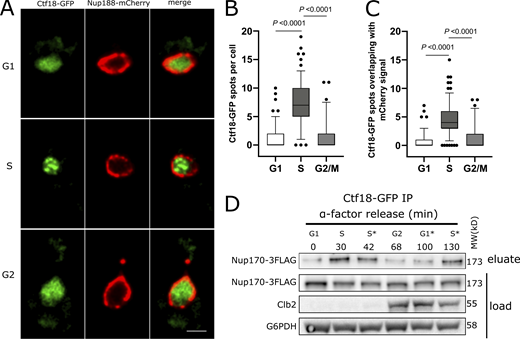 Ctf18 interaction with the NPC is peaks during Sphase. (A) Cells expressing genomically encoded Nup188-mCherry and Ctf18-GFP were arrested in G1 phase by α-factor and images were acquired at regular intervals for 110 min after release from arrest. Representative images are shown for different cell cycle stages. Scale bar = 2 µm. (B) Box plot showing the number of Ctf18-GFP spots per cell at the G1 (n = 140), S (n = 155), and G2/M (n = 69) cell cycle stages. (C) Box plots showing the number of Ctf18-GFP spots overlapping with NPCs at those stages. In B and C, the P values are from Wilcoxon rank sum tests. The bars represent the 5th and 95th percentiles, and the dots are outliers. (D) Cells producing Ctf18-GFP and Nup170-3FLAG were arrested in G1 and samples were collected at indicated time points after release. The Ctf18-GFP fusion protein was affinity-purified from cell lysates and the eluate was analyzed by immunoblotting to detect Nup170-3FLAG. The cell cycle stages are indicated based on G1 arrest and Clb2 (indicative of G2 stage) levels in cell lysates. Cell cycle stages with an asterisk (*) are based on time after release from G1 arrest or after G2 stage. Anti-FLAG, Clb2, and G6PHD antibodies were used for immunoblotting. MW, molecular weight. Source data are available for this figure: SourceData F4. Refer to the image caption for details.