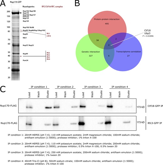 Identification of the Ctf18-RFC complex as a mediator of Nup170’s gene regulatory functions. (A) Nup170-GFP was affinity-purified using a GFP nanobody and copurifying proteins were resolved by SDS-PAGE and visualized by staining with Coomassie blue. The numbers on the left correspond to molecular weight markers (in kD). The gel bands were cut, processed by in-gel digestion, and analyzed by MS. Proteins identified by MS are listed in Table S1. (B) Venn diagram showing overlap between candidates identified by protein–protein interaction, genetic interaction, and transcriptome correlation analyses. The P value is derived from a hypergeometric test. (C) Ctf18-GFP and Rfc3-GFP fusion proteins were affinity-purified from the cell lysate containing Nup170-3FLAG under various extraction conditions. Eluates were analyzed by immunoblotting using anti-FLAG antibody to detect co-immunoprecipitating Nup170. Source data are available for this figure: SourceData FS1.