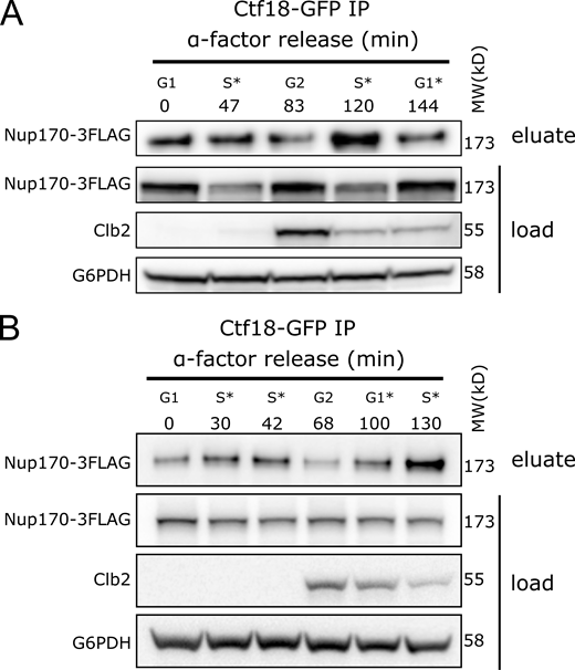 Ctf18 interaction with the NPC peaks during Sphase. (A and B) Cells producing Ctf18-GFP and Nup170-3FLAG were arrested in G1 and samples were collected at indicated time points after release. The Ctf18-GFP fusion protein was affinity-purified from cell lysates and the eluate was analyzed by immunoblotting to detect Nup170-3FLAG. The cell cycle stages are indicated based on G1 arrest and Clb2 (indicative of G2 stage) levels in cell lysates. Anti-FLAG, Clb2, and G6PDH antibodies were used for immunoblotting. A and B are biological replicates, and B is the technical replicate of the Fig. 4 D. MW, molecular weight. Source data are available for this figure: SourceData FS3. Refer to the image caption for details.