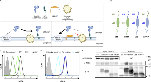 9SP downregulates MICA*008 but does not co-precipitate with it. (A) Model for 9SP’s indirect effect on MICA*008: under normal conditions (left) soluble MICA*008 is “rescued” from the ERAD proteins SEL1L and HRD1 by unknown component(s) of the GPI-anchoring pathway, causing MICA*008 to be expressed as a GPI-anchored protein. In the presence of 9SP (right), the aforementioned GPI-anchoring pathway component(s) is inhibited (highlighted in red). Soluble MICA*008 in the ER is no longer GPI-anchored, and instead, it is degraded via the ERAD proteins SEL1L and HRD1. (B) US9 mutants used in this paper, all containing a C-terminal HIS tag. (C) RKO*008 cells co-expressing either an EV (black line), US9 (dark green line), or a US9 mutant in which the signal peptide was swapped with that of US8 (sw8SP, light green line) were stained with α-MICA Ab. Secondary Ab only was used as background (gray-filled histogram). (D) RKO*008 cells co-expressing either an EV (black line), US8 (dark blue line) or a US8 mutant in which the signal peptide was swapped with that of US9 (sw9SP, light blue line). Secondary Ab only was used as background (gray-filled histogram). (E) Co-IP performed in RKO*008 cells, co-expressing one of the following: EV, US9, sw8SP, US8, and sw9SP (all but the EV with a HIS-tag). Cell lysates before precipitation were used as input control. Precipitation was performed using α-HIS Ab; detection Abs are indicated next to each blot. ND, not detected. Asterisk indicates Ab light chain (~25 kD). Source data are available for this figure: SourceData F1. Refer to the image caption for details.