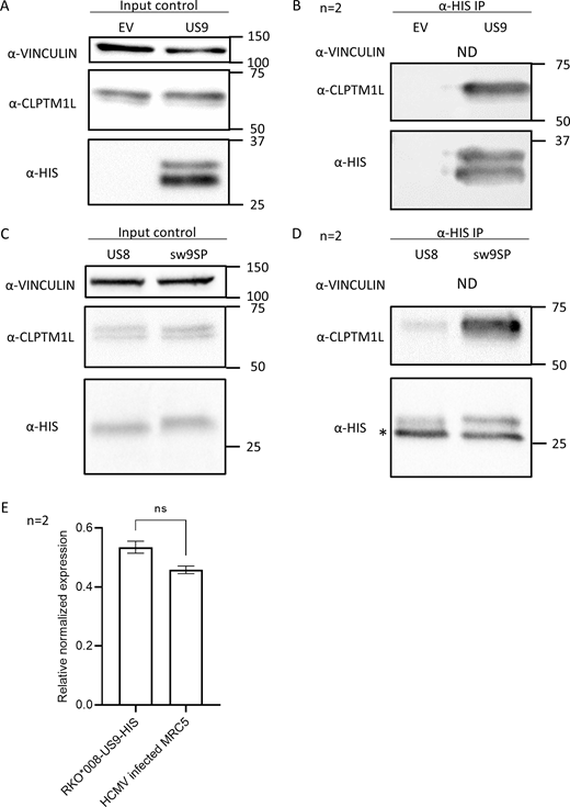 CLPTM1L is a cellular factor specifically bound by 9SP. (A and B) Co-IP performed in RKO*008 cells, co-expressing either EV or US9-HIS (US9). Detection Abs are indicated next to each blot. ND, not detected. (A) Cell lysates before precipitation were used as input control. (B) Precipitation Ab used was α-HIS. (C and D) Co-IP performed in RKO*008 cells, co-expressing either US8-HIS or sw9SP-HIS (US8 and sw9SP, respectively). Detection Abs are indicated next to each blot. ND, not detected. (C) Cell lysates before precipitation were used as input control. (D) Precipitation Ab used was α-HIS. Asterisk indicates Ab light chain (~25 kD). (E) Column bar graphs showing quantification of US9 mRNA in RKO*008 cells co-expressing US9-HIS (RKO*008-US9-HIS) and MRC-5 fibroblasts 24 hpi with HCMV AD169varL strain (HCMV infected MRC5). Figure shows mean (normalized to the endogenous reference genes hUBC and hHPRT) and SEM for two technical replicates. ns, non-significant; unpaired two-tailed t test. Source data are available for this figure: SourceData F2. Refer to the image caption for details.