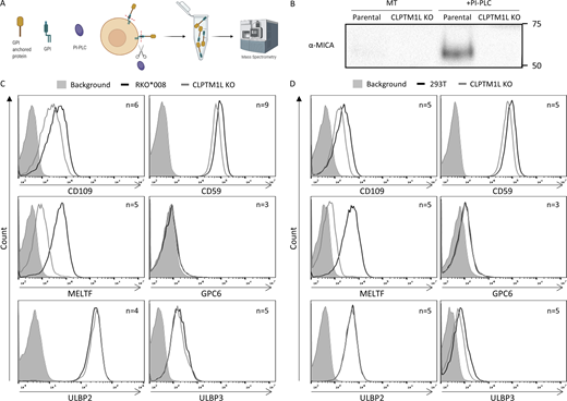 CLPTM1L plays a role in the expression of additional GPI-anchored proteins. (A) Cells of interest were incubated with PI-PLC at 37°C for 4 h. Cell media (containing cleaved GPI-anchored proteins) were then collected and sent to MS or used for WB analysis. (B) WB analysis performed on the supernatants which were sent to MS, for quality control. Detection Ab is α-MICA. MT, mock treated. (C and D) FCM of parental (black line) or CLPTM1L KO (gray line) cells was performed with the indicated Abs. Secondary Ab only or PE-conjugated isotype control (when appropriate) was used as background (gray-filled histogram). (C) Staining of RKO*008 cells. (D) Staining of 293T cells. Source data are available for this figure: SourceData F5. Refer to the image caption for details.