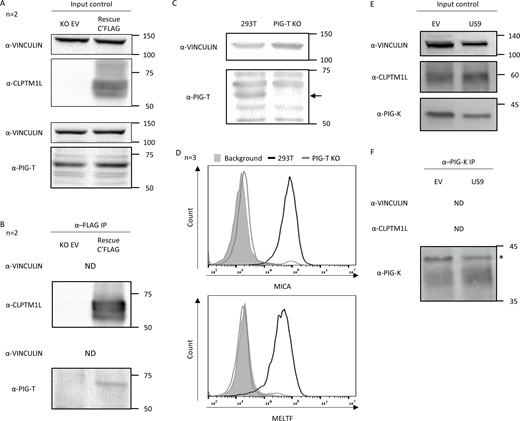 PIG-T interacts with CLPTM1L and is itself involved in MICA*008 maturation and surface expression. (A and B) Co-IP performed in RKO*008 CLPTM1L KO cells expressing an EV (KO EV) or a C’FLAG tagged CLPTM1L (Rescue C’FLAG). Detection Abs are indicated next to each blot; ND, not detected. (A) Cell lysates before precipitation were used as input control. (B) Precipitation Ab used was α-FLAG. (C) 293T cells, either parental (293T) or after PIG-T KO, were lysed and analyzed by WB. Detection Abs are indicated on the left. Arrow shows a specific PIG-T band (~65 kD). (D) Cells as in C were stained with the indicated Abs and analyzed by FCM. 293T, black line, PIG-T KO, gray line. Background (secondary Ab only), gray-filled histogram. (E and F) Co-IP performed in RKO*008 cells, co-expressing either EV or US9-HIS (US9). Detection Abs are indicated next to each blot. ND, not detected. (E) Cell lysates before precipitation were used as input control. (F) Precipitation Ab used was α-PIG-K. Asterisk indicates the specific PIG-K band (~42 kD). Source data are available for this figure: SourceData F7. Refer to the image caption for details.