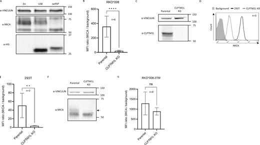 MICA*008’s maturation and surface expression is downregulated upon CLPTM1L KO. (A) RKO*008 cells, co-expressing one of the following: EV, US8-HIS (US8), and sw9SP-HIS (sw9SP), were lysed and analyzed by WB. Detection Abs are indicated next to each blot. (B) Median fluorescence intensity (MFI) quantification of MICA*008 in RKO*008 CLPTM1L KO cells. RKO*008 cells, either parental or CLPTM1L KO, were analyzed by FCM with α-MICA Ab (staining shown in Fig. 3 B). In each cell line, the α-MICA MFI was divided by the background (secondary Ab only). Figure shows mean and SEM for six independent experiments. ****P < 0.0001; ratio paired, two-tailed t test. (C) Parental and CLPTM1L KO 293T cells were lysed and analyzed by WB. Detection Abs are indicated on the left. (D) Cells as in C were stained with α-MICA Ab and analyzed by FCM. 293T, black line, CLPTM1L KO, gray line, background (secondary Ab only), gray-filled histogram. (E) MFI quantification of MICA*008 in 293T CLPTM1L KO cells. Cells as in C were used, and MFI was quantified as in B. Data shows mean and SEM for three independent experiments. **P < 0.01; ratio paired, two-tailed t test. (F) Cells as in C were lysed and analyzed by WB. Detection Abs are indicated on the left. Arrow indicates the post-ER form of MICA*008. (G) MFI quantification of MICA*008-ULBP3TM upon CLPTM1L KO. RKO cells expressing the MICA*008-ULBP3TM mutant (RKO*008-3TM), either parental or CLPTM1L KO, were analyzed by FCM with α-MICA Ab (staining shown in Fig. 3 K). In each cell line, the α-MICA MFI was divided by the background (secondary Ab only). Figure shows mean and SEM for four independent experiments. ns, non-significant; ratio paired, two-tailed t test. Source data are available for this figure: SourceData FS1.