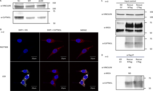US9 does not act by affecting CLPTM1L protein levels, cellular localization, or interaction with MICA*008. (A) MRC-5 fibroblasts were infected with AD169varL (WT) or its previously generated US9 deletion mutant, ΔUS9. Uninfected cells were used as control (N.I). At 72 hpi the cells were lysed and analyzed by WB. Detection Abs are indicated on the left. (B) Intracellular localization of CLPTM1L and US9 demonstrated by confocal microscopy. RKO*008 cells, either parental (RKO*008) or co-expressing US9-HIS (US9), were stained with an α-HIS tag Ab (white) and an α-CLPTM1L Ab (red). Nuclei were stained with DAPI (blue). Representative of two independent experiments. (C and D) Co-IP performed in RKO*008 CLPTM1L KO cells expressing an EV (KO EV), an N’FLAG tagged CLPTM1L (Rescue N’FLAG), or a C’FLAG tagged CLPTM1L (Rescue C’FLAG). Detection Abs are indicated next to each blot; ND, not detected. (C) Cell lysates before precipitation were used as input control. (D) Precipitation Ab used was α-FLAG. Source data are available for this figure: SourceData FS4. Refer to the image caption for details.