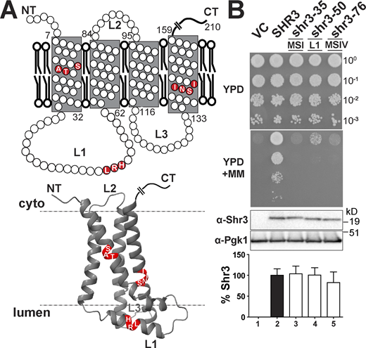 Scanning mutagenesis of the Shr3 membrane domain. (A) Graphical representation of Shr3 topology (upper) and AlphaFold-predicted structural model (lower; Jumper et al., 2021; Varadi et al., 2021). The position of residues resulting in a non-functional protein is indicated. Three-dimensional molecular graphics and analyses were performed with UCSF ChimeraX (https://www.rbvi.ucsf.edu/chimerax; Pettersen et al., 2021). (B) Serial dilutions of cell suspensions from strain JKY2 (shr3Δ) carrying pRS316 (VC), pPL210 (SHR3), pAR4 (shr3-35), pAR18 (shr3-50), or pPL1349 (shr3-76) spotted on YPD and YPD+MM (upper panels). The plates were incubated at 30°C for 2 d and photographed. Immunoblot analysis of Shr3 proteins in extracts prepared from the strains; the levels of Pgk1 were used as loading controls (lower panels). The blots were developed using α-Shr3 and α-Pgk1 antibodies. The signal intensities of the immunoreactive forms of Shr3 and Pgk1 were quantified, and the Shr3 signals were normalized with respect to Pgk1; the mean values are plotted and error bars show standard deviation (n = 3; biological replicates). Source data are available for this figure: SourceData F1. Refer to the image caption for details.