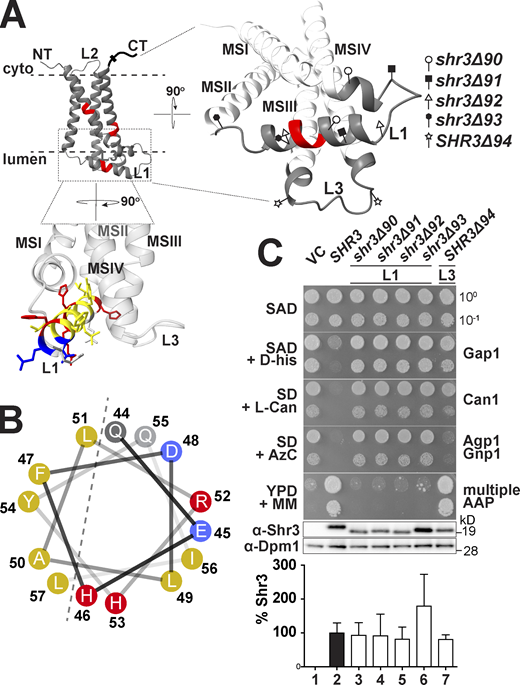Deletion analysis of ER-lumen-oriented loops. (A) Predicted Shr3 structure (AlphaFold) and the positions of the internal deletions in loops L1 and L3. The helical segment predicted in L1 is colored with yellow for non-polar, gray for polar, blue for negatively-, and red for positively charged residues. Molecular graphics and analyses were performed with UCSF ChimeraX. (B) Helical wheel projection of the L1 α-helix with non-polar (yellow), polar (gray), negatively (blue), and positively charged (red) residues indicated. (C) Serial dilutions of cell suspensions from strain JKY2 (shr3Δ) carrying pRS316 (VC), pPL210 (SHR3), pAR41 (shr3Δ90), pAR42 (shr3Δ91), pAR43 (shr3Δ92), pAR44 (shr3Δ93), or pAR45 (shr3Δ94) spotted on SAD containing D-histidine (D-his), SD + L-canavanine (L-Can), SD + AzC, and YPD + MM plates. Plates were incubated at 30°C for 2 d and photographed. Bottom: Immunoblot analysis of Shr3 proteins in extracts prepared from the strains; the levels of Dpm1 were used as loading controls. The blots were developed using α-Shr3 and α-Dpm1 antibodies. The signal intensities of the immunoreactive forms of Shr3 and Dpm1 were quantified and the Shr3 signals were normalized with respect to Dpm1; the mean values are plotted and the error bars show standard deviation (n = 3; biological replicates). Source data are available for this figure: SourceData F2. Refer to the image caption for details.
