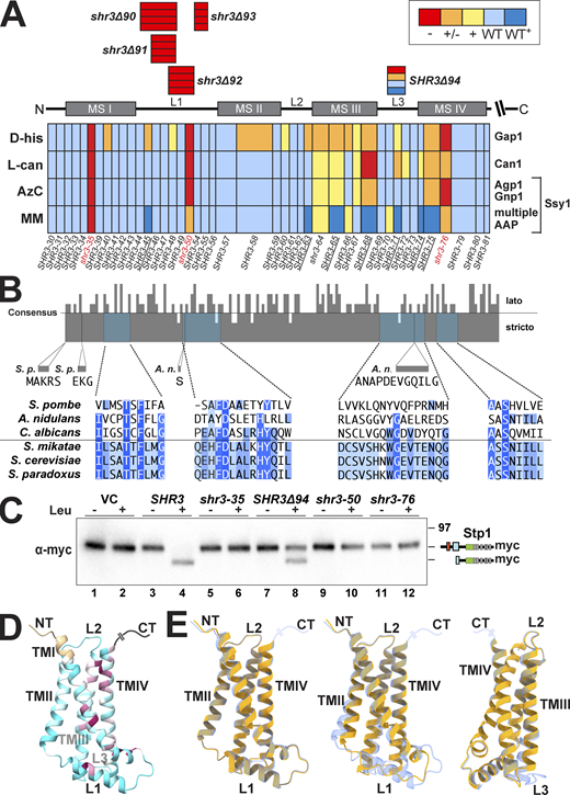 Mutational analysis of Shr3 function and substrate specificity. (A) Summary of growth characteristics of JKY2 (shr3Δ) individually expressing 44 Shr3-mutant proteins. Cells were spotted on media containing toxic amino analogs as described in Materials and methods. Growth was scored after 2–3 d of incubation at 30°C (Fig. S1). Colors reflect Shr3 function relative to wild-type activity: red, no function (−); orange, weak but detectable function (±); yellow, intermediate function but less than wild-type (+); light blue, wild-type function (WT); and dark blue, enhanced function (WT+). (B) Clustal O (Madeira et al., 2019) comparison of Shr3 sequences, corresponding to aa residues 1–159 of S. cerevisiae, and orthologs of members from the Saccharomyces sensu stricto group (S. paradoxus, S. mikatae) and orthologs from sensu lato fungi (S. pombe, A. nidulans, and C. albicans). The consensus plot (identity; Waterhouse et al., 2009) and detailed multiple sequence alignments are presented for the regions with mutations giving rise to major growth defects on selective media; identical residues in three (light blue), four (blue), and five or six homologs (dark blue) are highlighted. (C) Shr3-dependent Ssy1 folding and function assessed by Stp1 processing. Immunoblot analysis of extracts from FGY135 (shr3Δ) carrying pCA204 (STP1-13xMYC) and pRS316 (VC), pPL210 (SHR3), pAR004 (shr3-35), pAR45 (SHR3Δ94), pAR018 (shr3-50), or pPL1351 (shr3-76). Cells were grown in SD and induced for 30 min with 1.3 mM leucine (+) as indicated. (D) Predicted Shr3 structure (AlphaFold) with residues colored by sequence conservation ranging from cyan for less conserved (conservation equal or lower to a value of −0.5) to maroon for more conserved positions (conservation equal or higher to a value of 2.5). The coloring is assigned via ChimeraX, which uses the multiple sequence alignment PF08229_rp55 from Pfam (https://pfam.xfam.org/family/PF08229#tabview=tab3) and calculates conservation based on the entropy-based measure from AL2CO (Pei and Grishin, 2001). (E) Mutation-induced structural alterations predicted using AlphaFold. The individual models (yellow) of shr3-35 (left), shr3Δ92 (center), and Shr3Δ94 (right; rotated for better visualization of predicted changes) are superimposed onto the wild-type Shr3 structure (light blue). Molecular graphics and analyses were performed with UCSF ChimeraX. Source data are available for this figure: SourceData F3.