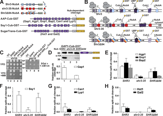 Assessing Shr3-Gap1 interactions using split ubiquitin. (A) Schematic diagram of the split ubiquitin constructs used to evaluate Shr3-AAP, Shr3-Ssy1, and Shr3-HXT interactions. (B) Overview of the split-ubiquitin assay and expected outcomes with Shr3-AAP interactions. (C) Left panels: Serial dilutions of cell suspensions from strain JKY2 (shr3Δ) carrying pRS316 (VC), pPL210 (SHR3), pPL1262 (SHR3-NubA), pAR67 (shr3-35-NubA), or pAR76 (SHR3Δ94-NubA) spotted on YPD and YPD+MM plates. Plates were incubated at 30°C for 2 d and photographed. Right panel: Serial dilutions of cell suspensions from strain FGY15 (gap1Δ) carrying pRS317 (VC), pJK92 (GAP1), pPL1257 (GAP1-Cub-GST), or pIM28 (gap1-ERXAAA-Cub-GST) were spotted on minimal medium with 2% galactose as carbon source and 1 mM L-citrulline as sole nitrogen source. Plates were incubated for 7 d and photographed. (D) Shr3-Gap1 interactions; strain FGY135 (gap1Δ shr3Δ) expressing SHR3-NubA (pPL1262), shr3-35-NubA (pAR67), or SHR3Δ94-NubA (pAR76) and carrying pPL1257 (GAP1-Cub-GST) were induced with 2% galactose for 1 h. Protein extracts were prepared, separated by SDS-PAGE, and analyzed by immunoblotting using α-HA antibody. The signal intensities of the immunoreactive forms of full-length and cleaved Gap1 were quantified. The fraction of split-ubiquitin cleavage was determined; the mean values were plotted with error bars showing standard deviation (n = 3). (E) Shr3-Agp1, Shr3-Gnp1, and Shr3-Bap2 interactions; FGY135 strains as in D carrying pIM6 (AGP1-Cub-GST), pIM17 (GNP1-Cub-GST), or pIM7 (BAP2-Cub-GST). (F) Shr3-Ssy1 interactions; FGY135 strains as in D carrying pIM19 (SSY1-Cub-GST). (G) Shr3-Can1 and Shr3-Lyp1 interactions; FGY135 strains as in D carrying pIM8 (CAN1-Cub-GST) or pIM18 (LYP1-Cub-GST). (H) Shr3-Hxt1 and Shr3-Gal2 interactions; FGY135 strains as in D carrying pIM32 (HXT1-Cub-GST) or pIM33 (GAL2-Cub-GST). Strains in E–H were induced with 2% galactose for 1 h. Protein extracts were prepared, separated by SDS-PAGE, and analyzed by immunoblotting using α-HA antibody. The signal intensities of the immunoreactive forms of full-length and cleaved Agp1, Gnp1, Bap2, Ssy1, Can1, Lyp1, Hxt1, and Gal2 constructs were quantified. The fraction of split-ubiquitin cleavage was determined; the mean values were plotted with error bars showing standard deviation (n = 3; biological replicates). Source data are available for this figure: SourceData F4.